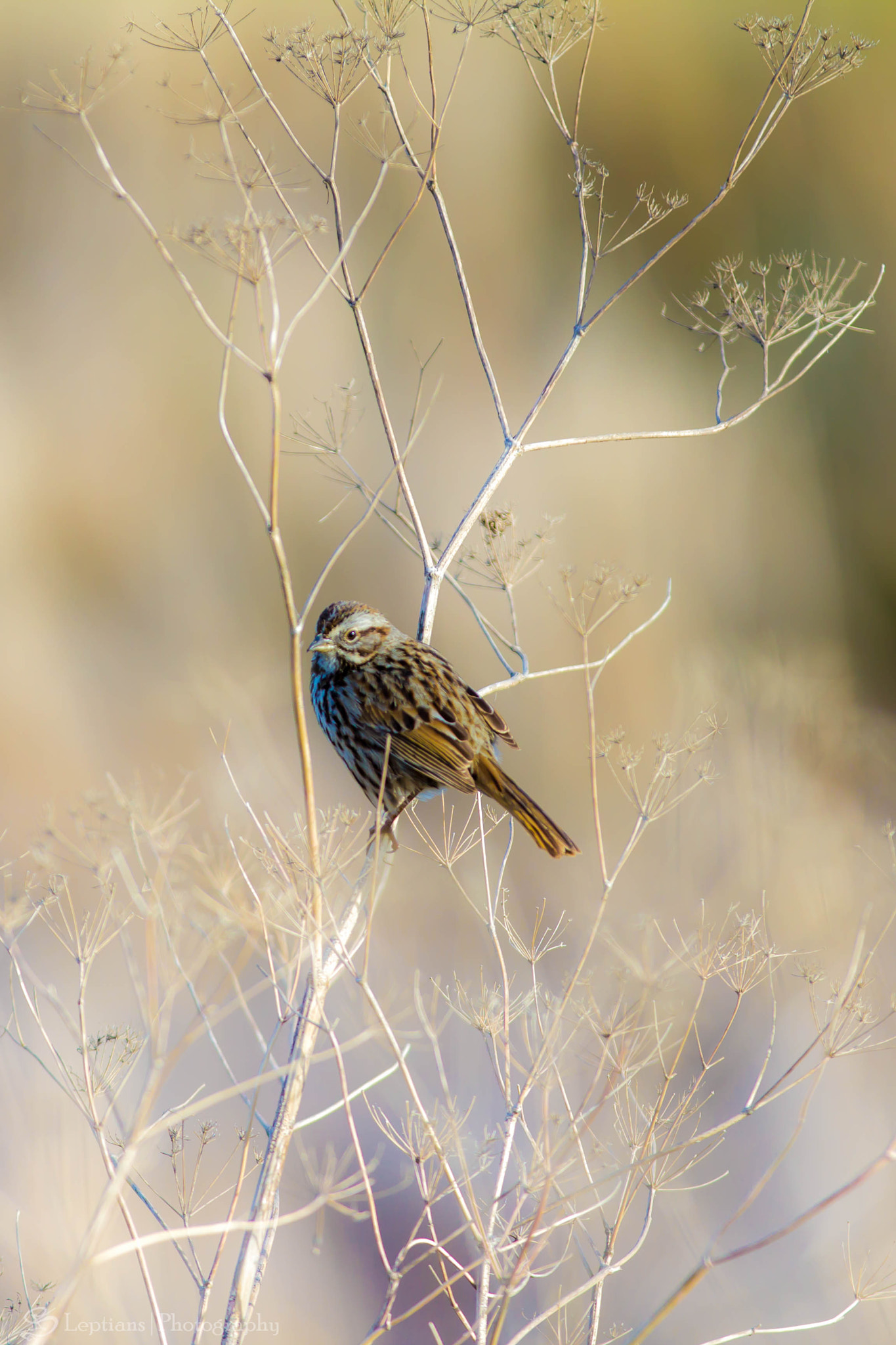 Canon EF 70-200mm F2.8L IS II USM sample photo. Lincoln's sparrow 3 photography