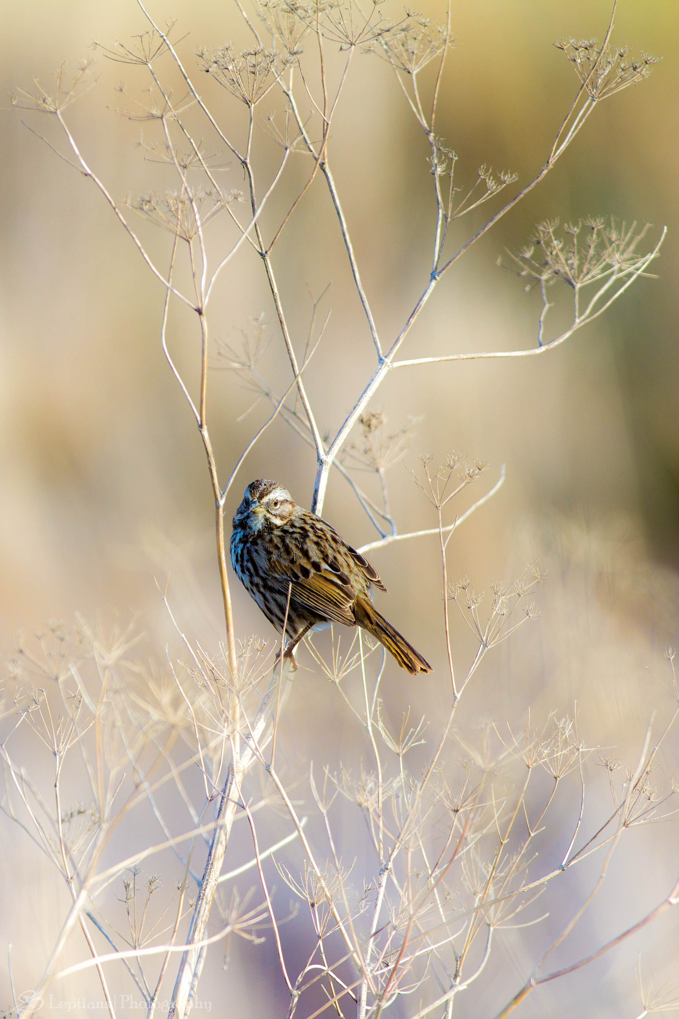 Canon EF 70-200mm F2.8L IS II USM sample photo. Lincoln's sparrow 2 photography