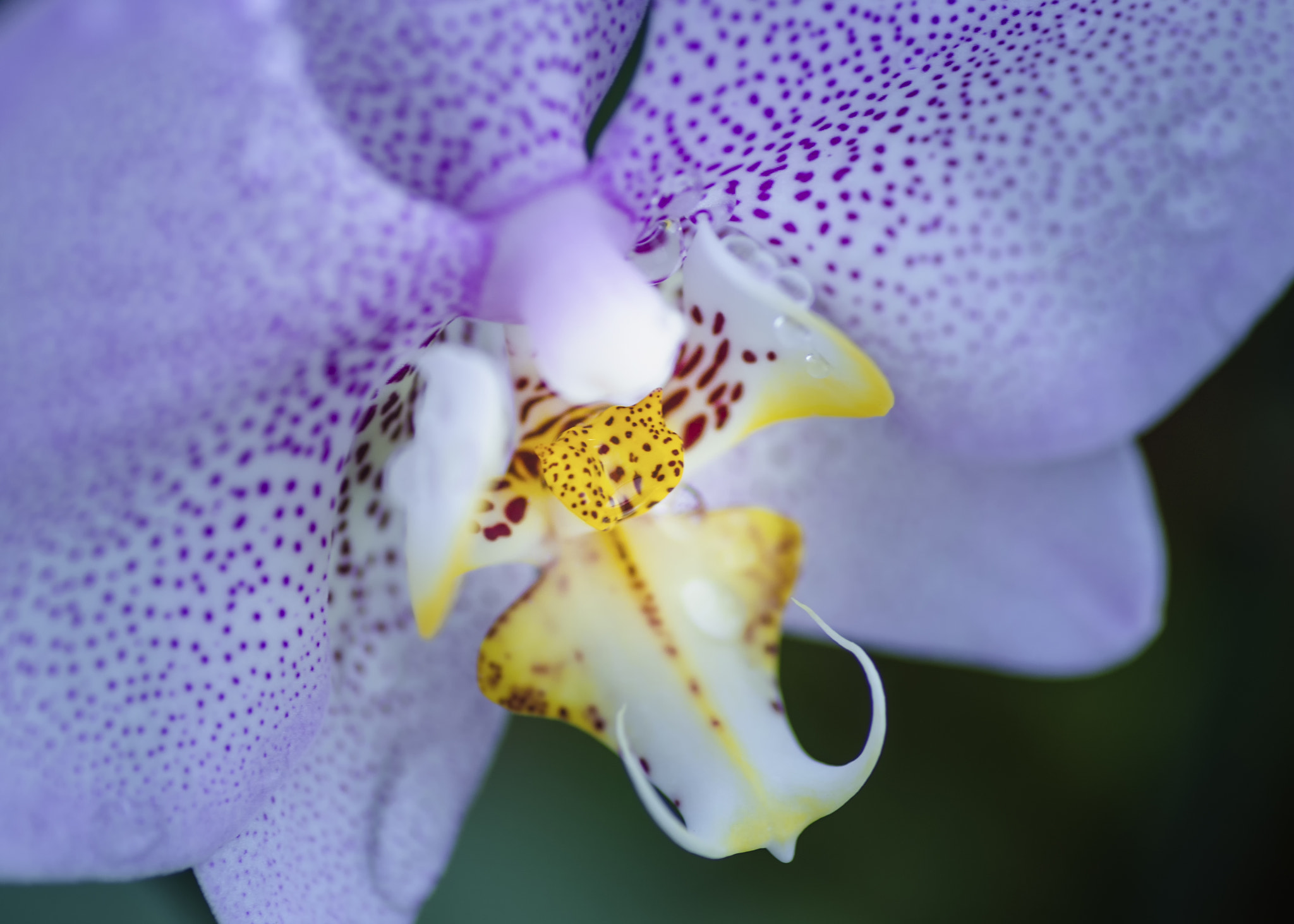 Nikon D5100 sample photo. Detalle de phalaenopsis photography