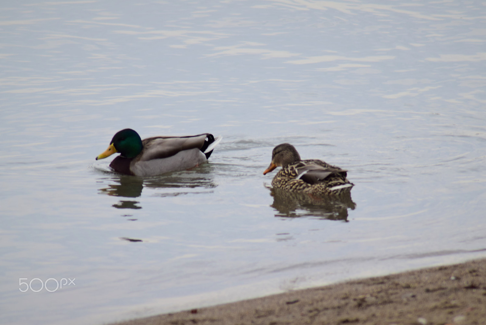 Nikon D3300 sample photo. Mallard duck and youngster photography