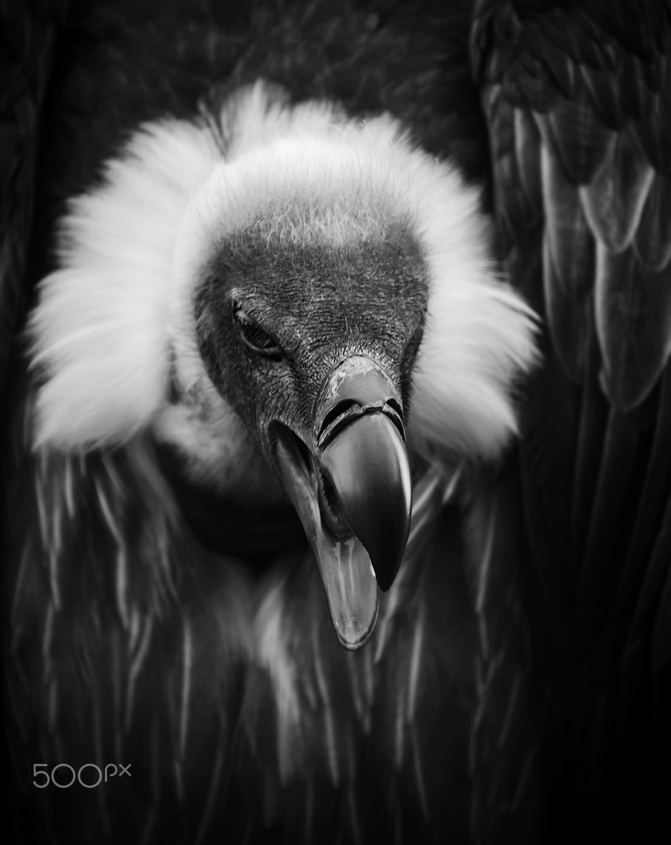 Fujifilm XF 100-400mm F4.5-5.6 R LM OIS WR sample photo. Albert photography
