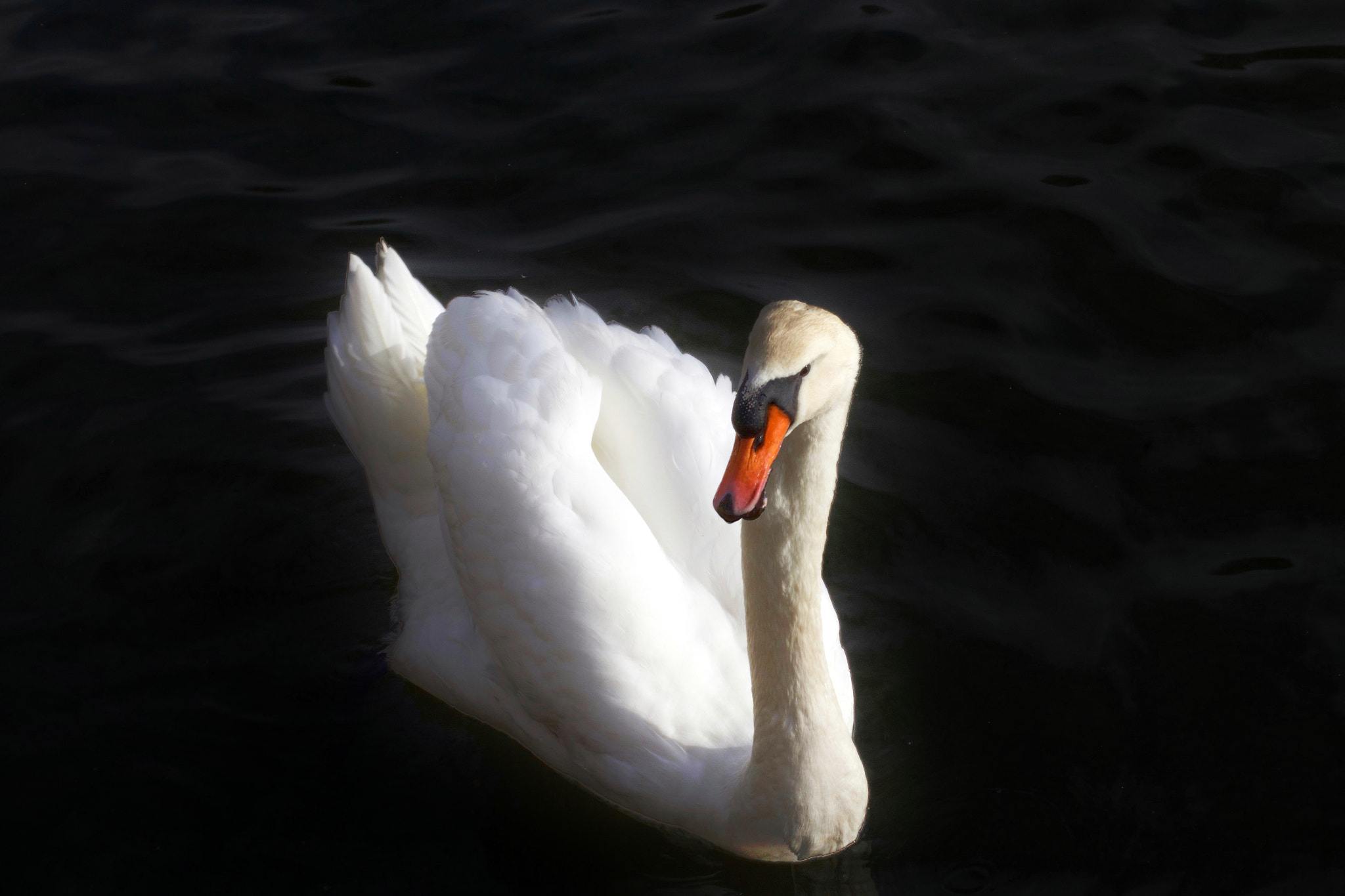 Canon EF 50mm F1.4 USM sample photo. Swan photography