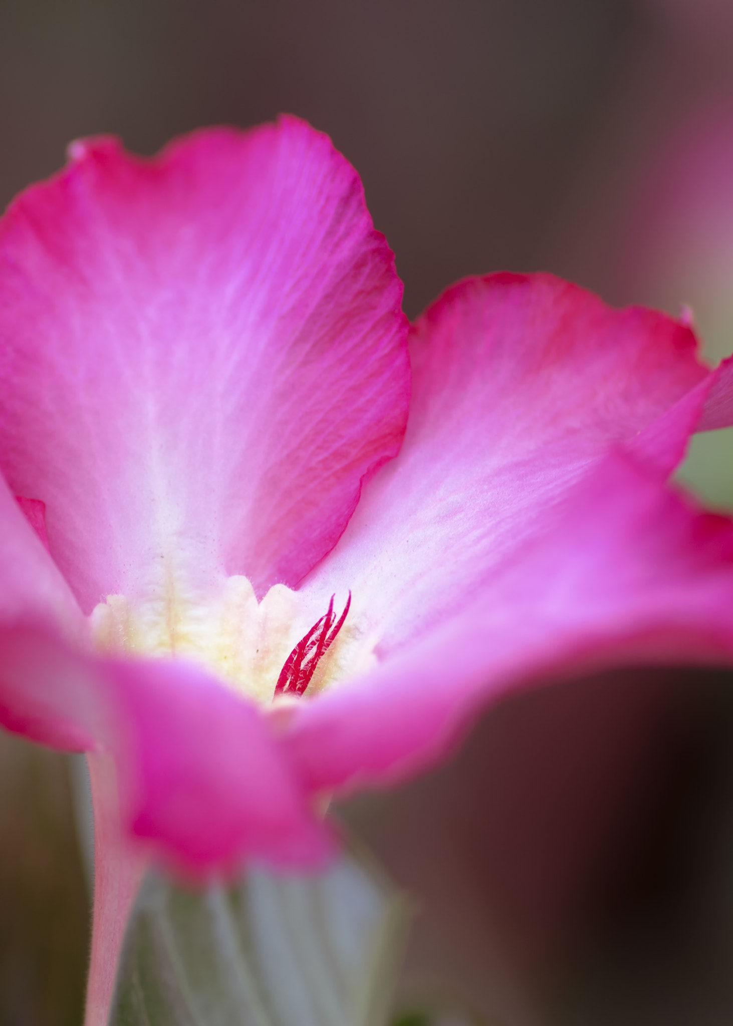 Nikon D5100 sample photo. Detalle de rosa del desierto photography