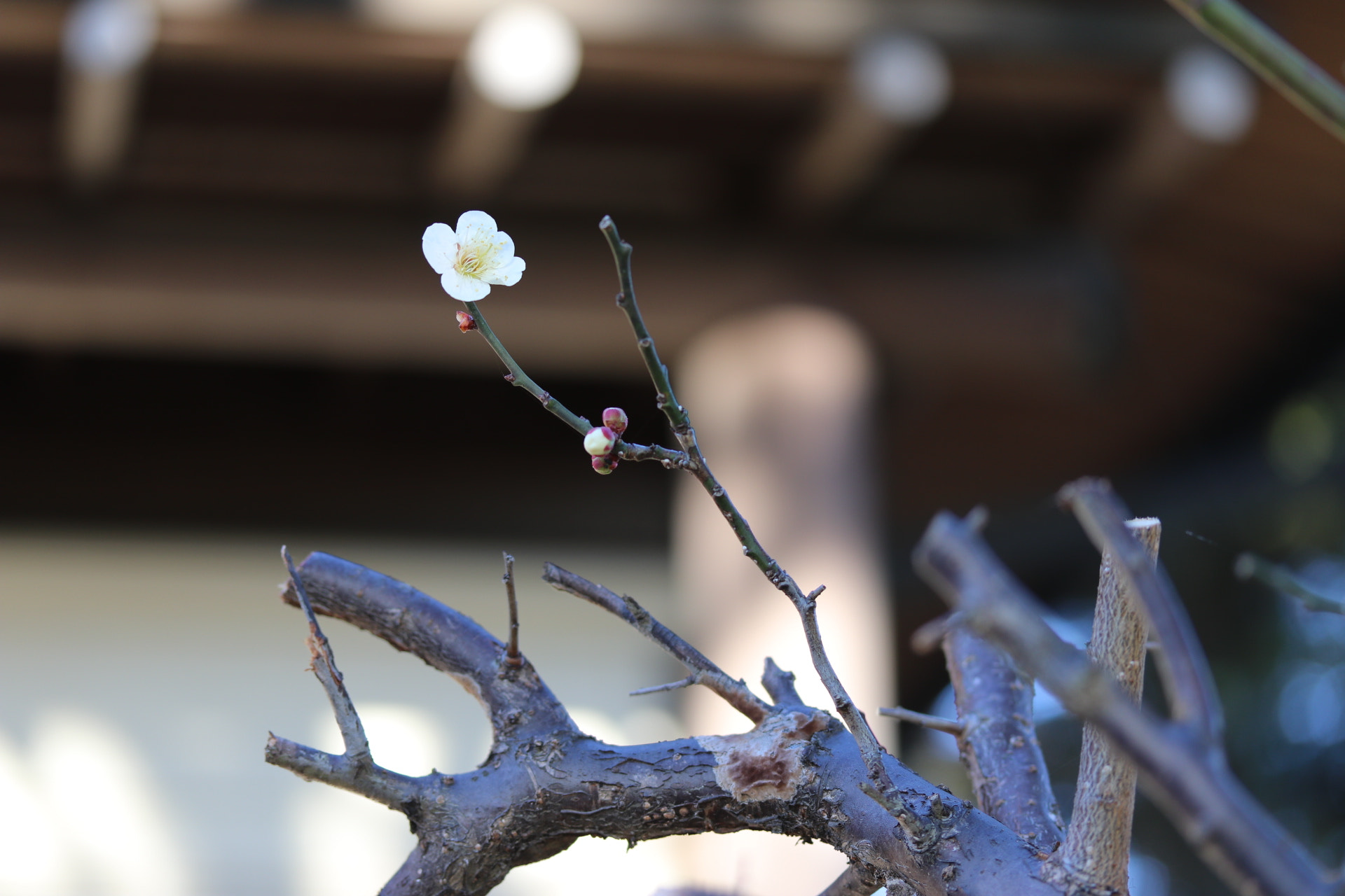 Canon EF-S 60mm F2.8 Macro USM sample photo. Plum photography