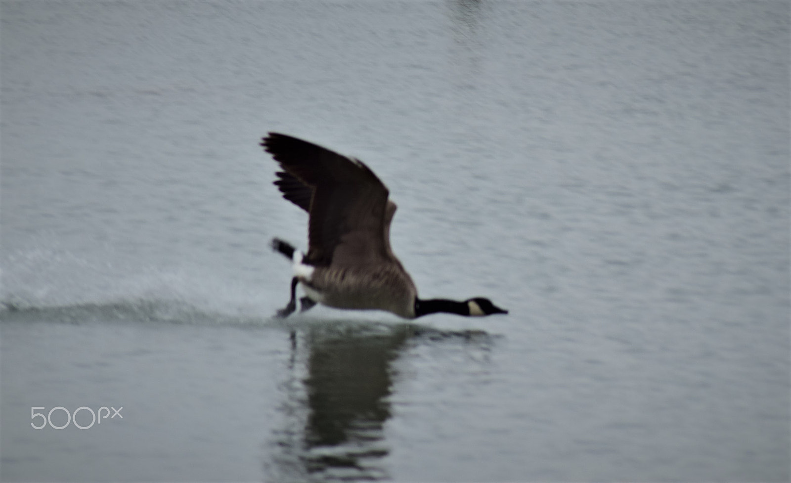 Nikon D3300 sample photo. Canada goose landing photography