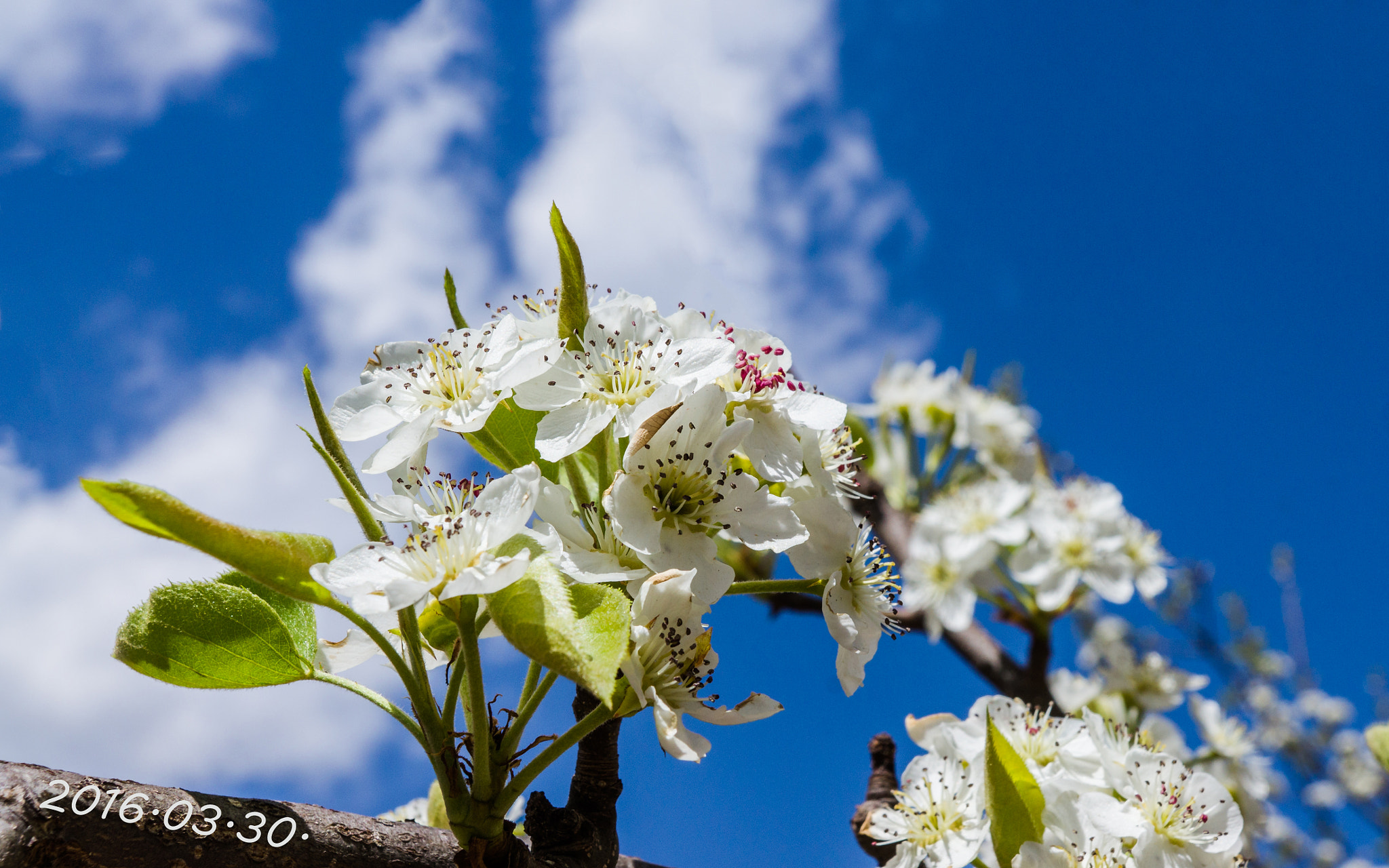 Sony SLT-A57 sample photo. 梨花 photography