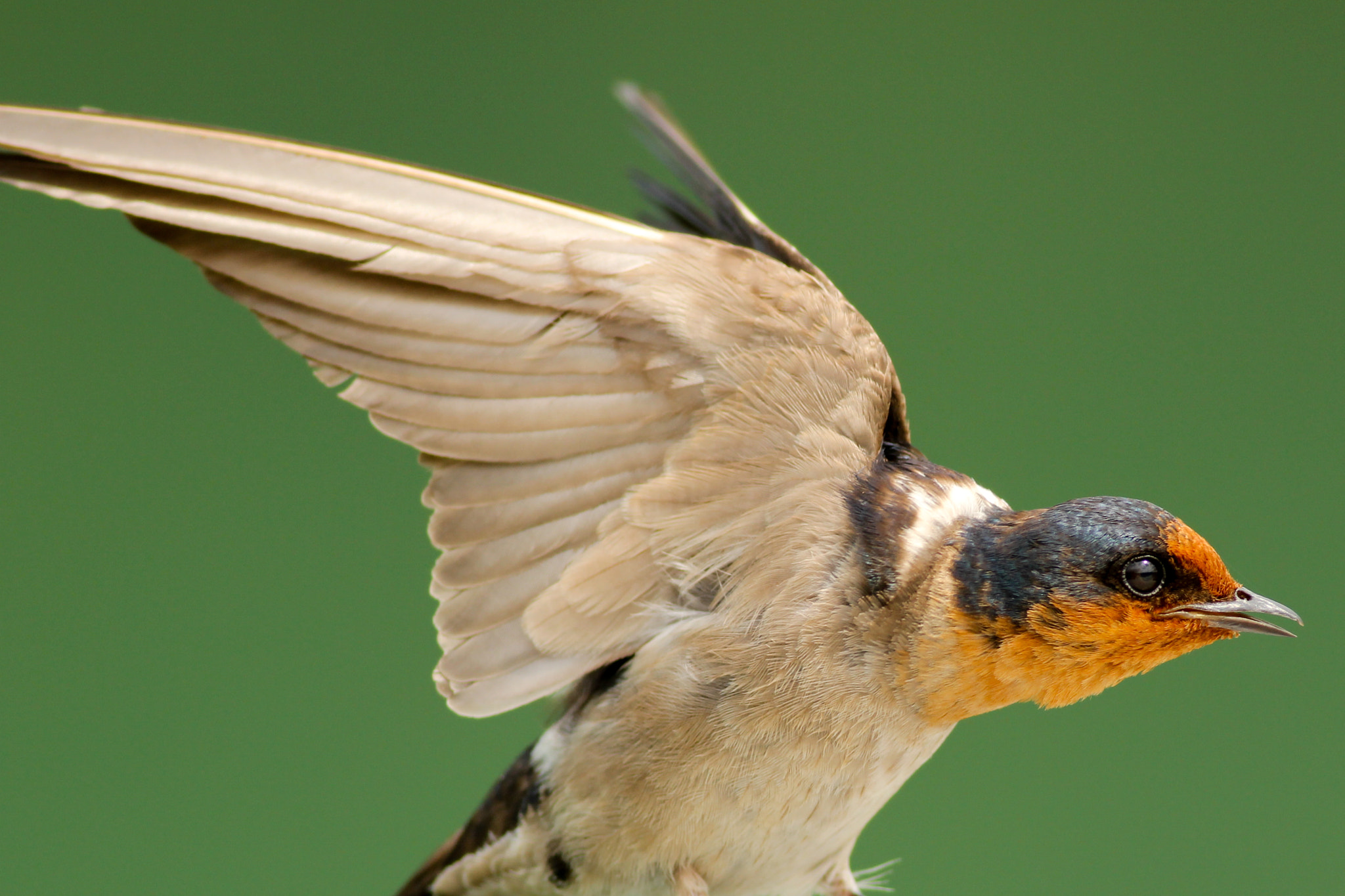 Canon EOS 600D (Rebel EOS T3i / EOS Kiss X5) + Canon EF 400mm F5.6L USM sample photo. Pacific swallow photography