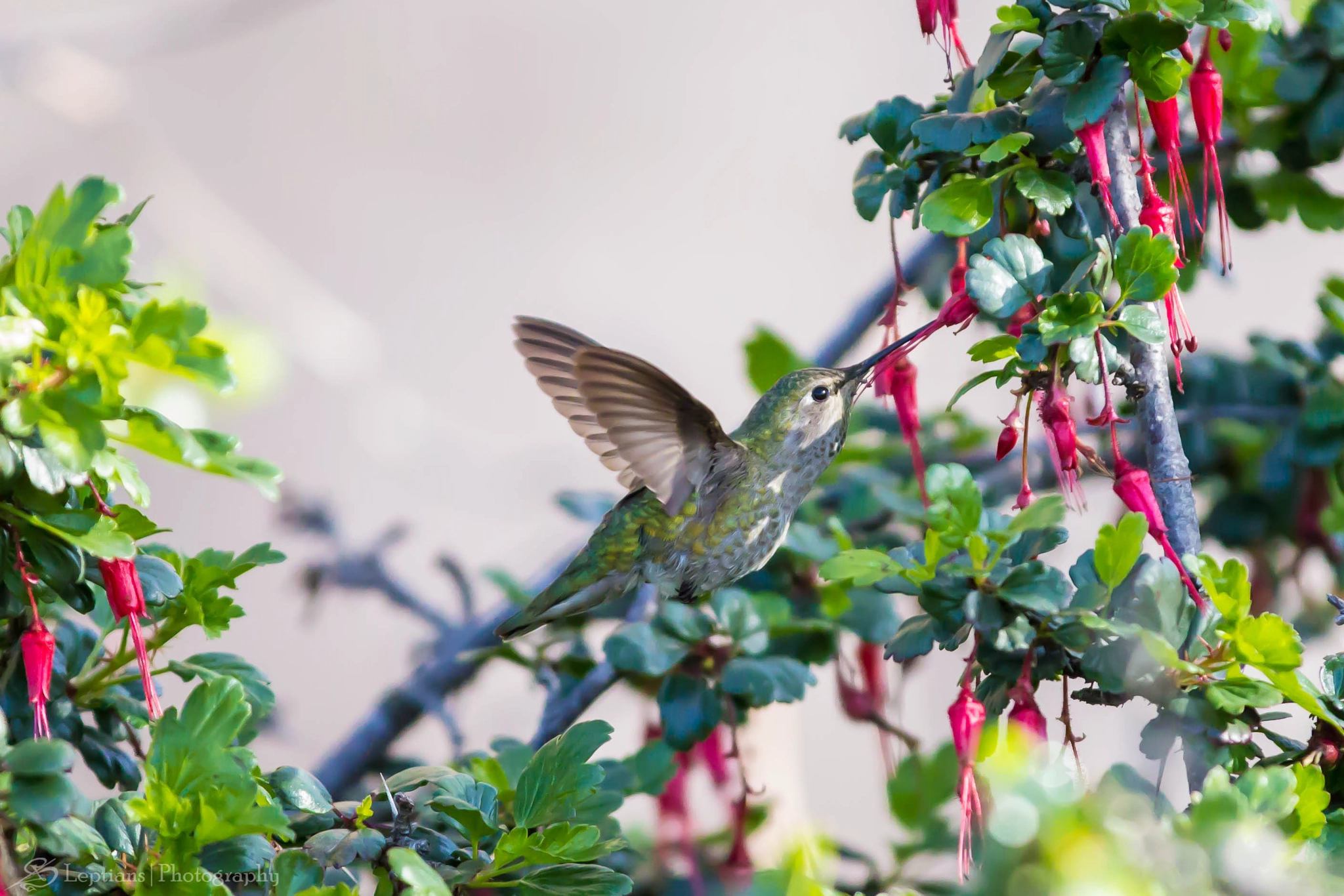 Canon EOS 60D sample photo. Female rufous hummingbird 2 photography