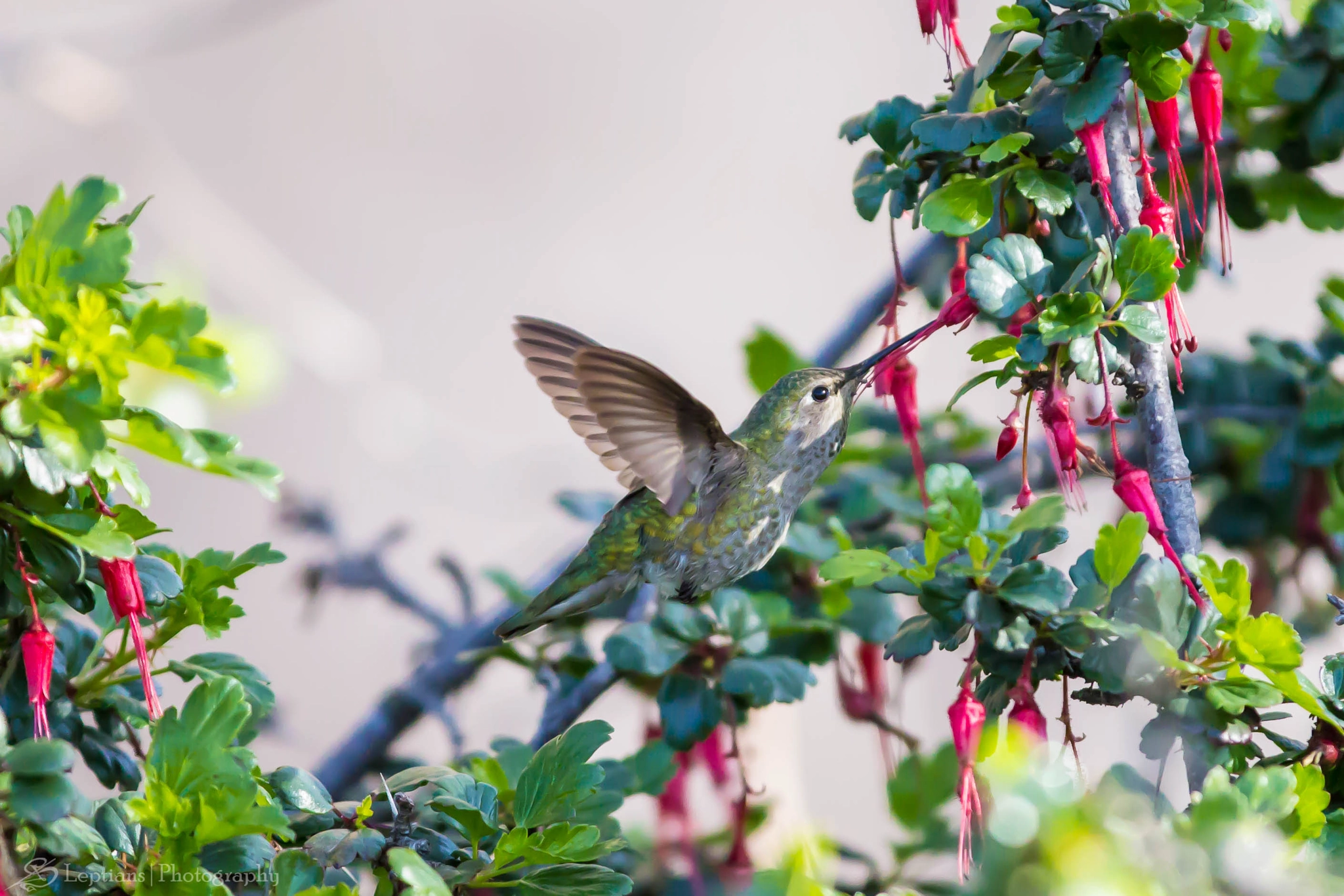 Canon EF 70-200mm F2.8L IS II USM sample photo. Female rufous hummingbird 2 photography