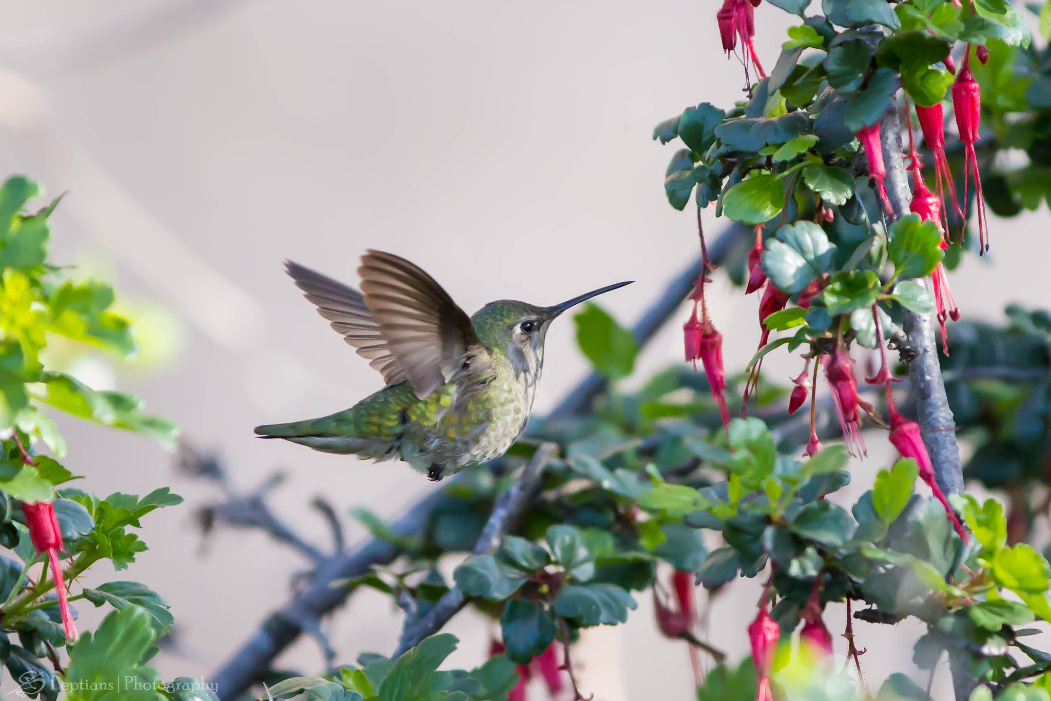 Canon EOS 60D sample photo. Female rufous hummingbird photography