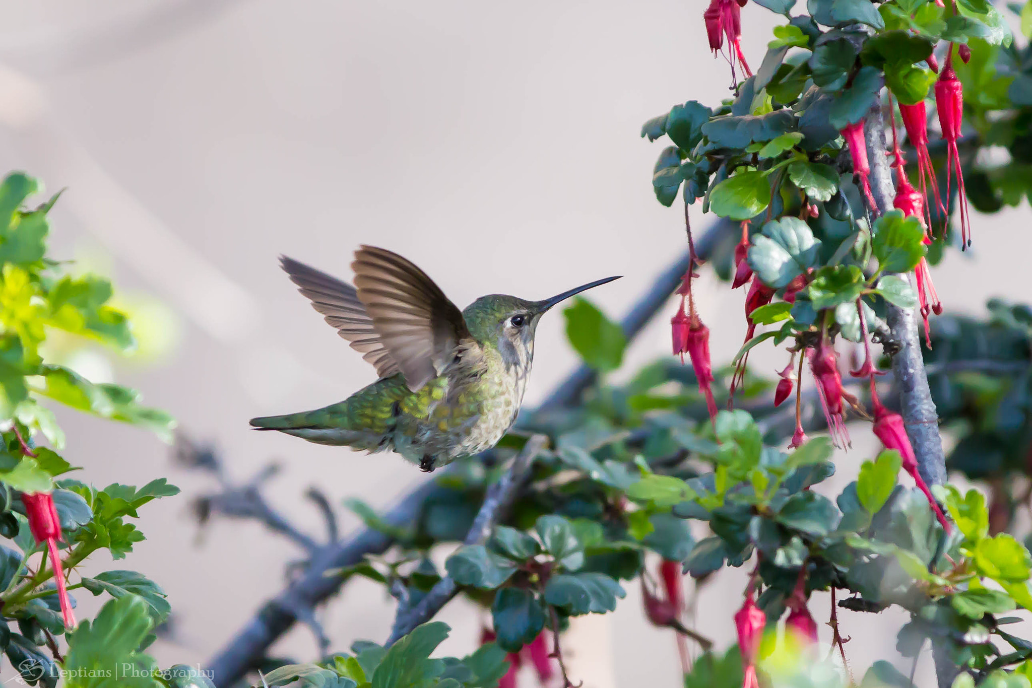 Canon EF 70-200mm F2.8L IS II USM sample photo. Female rufous hummingbird photography