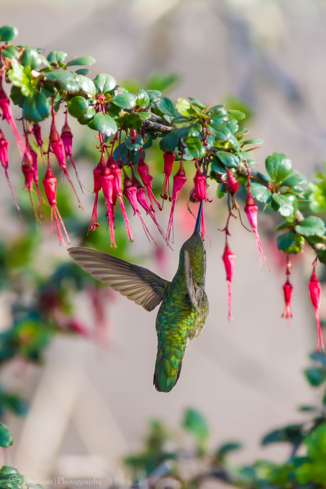 Canon EF 70-200mm F2.8L IS II USM sample photo. Female rufous hummingbird 4 photography