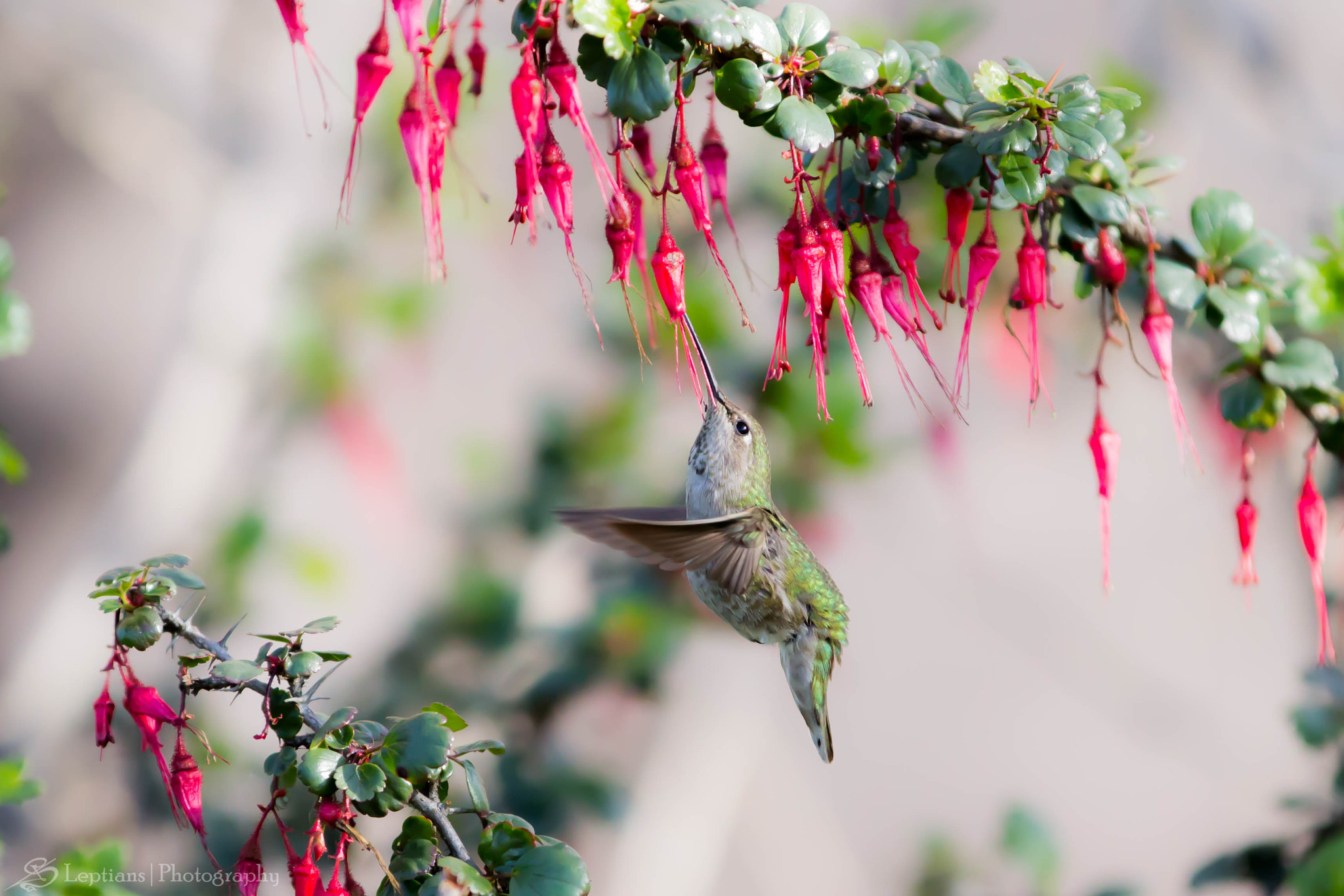 Canon EF 70-200mm F2.8L IS II USM sample photo. Female rufous hummingbird 3 photography