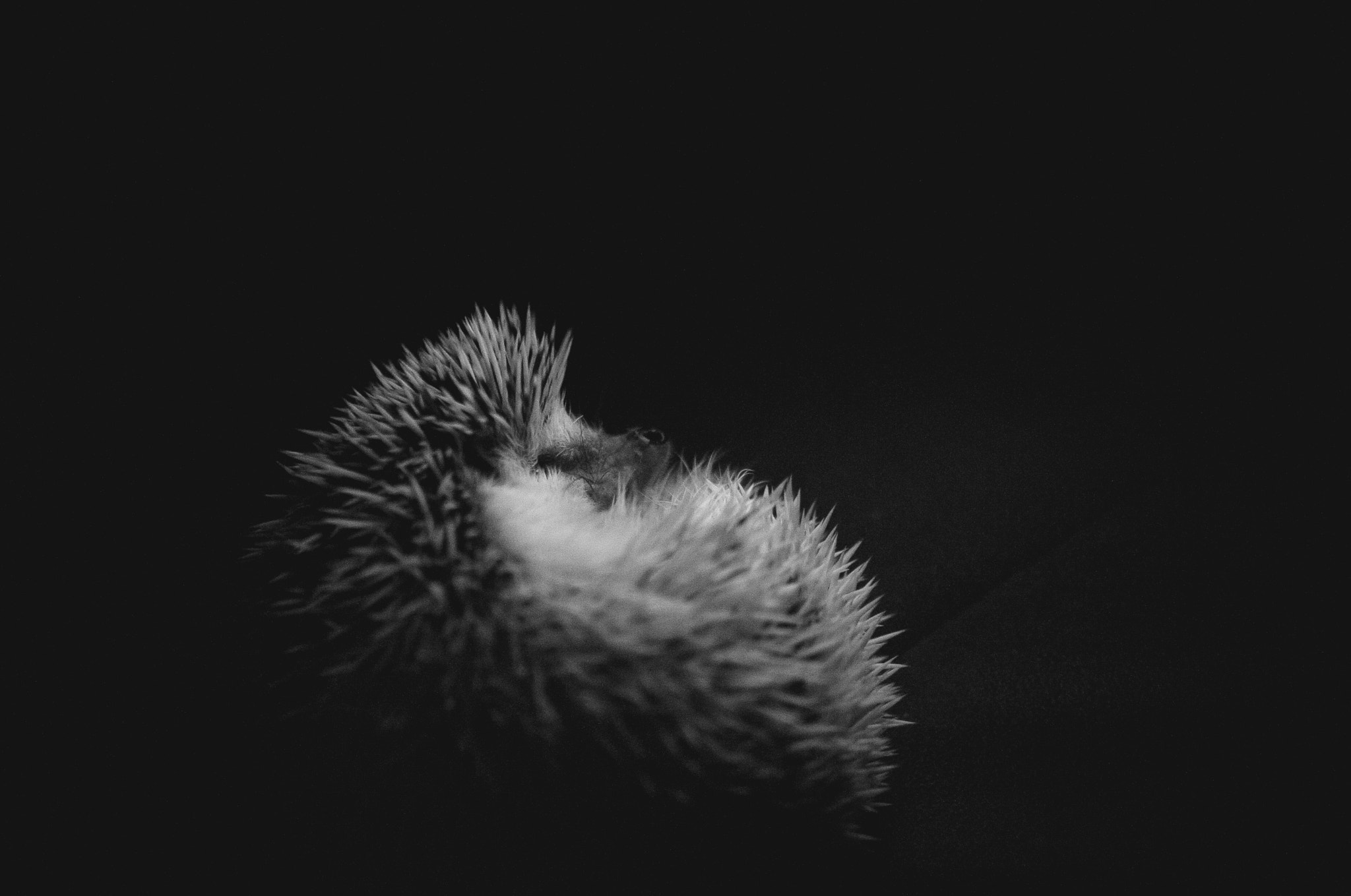 Nikon D700 + Nikon AF-S DX Nikkor 35mm F1.8G sample photo. Spiky rat photography