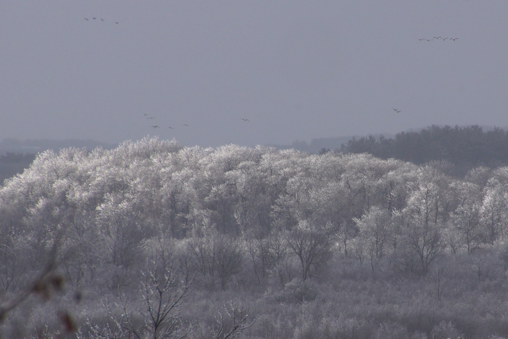 Sony SLT-A65 (SLT-A65V) + DT 18-270mm F3.5-6.3 SSM sample photo. Frozen trees photography