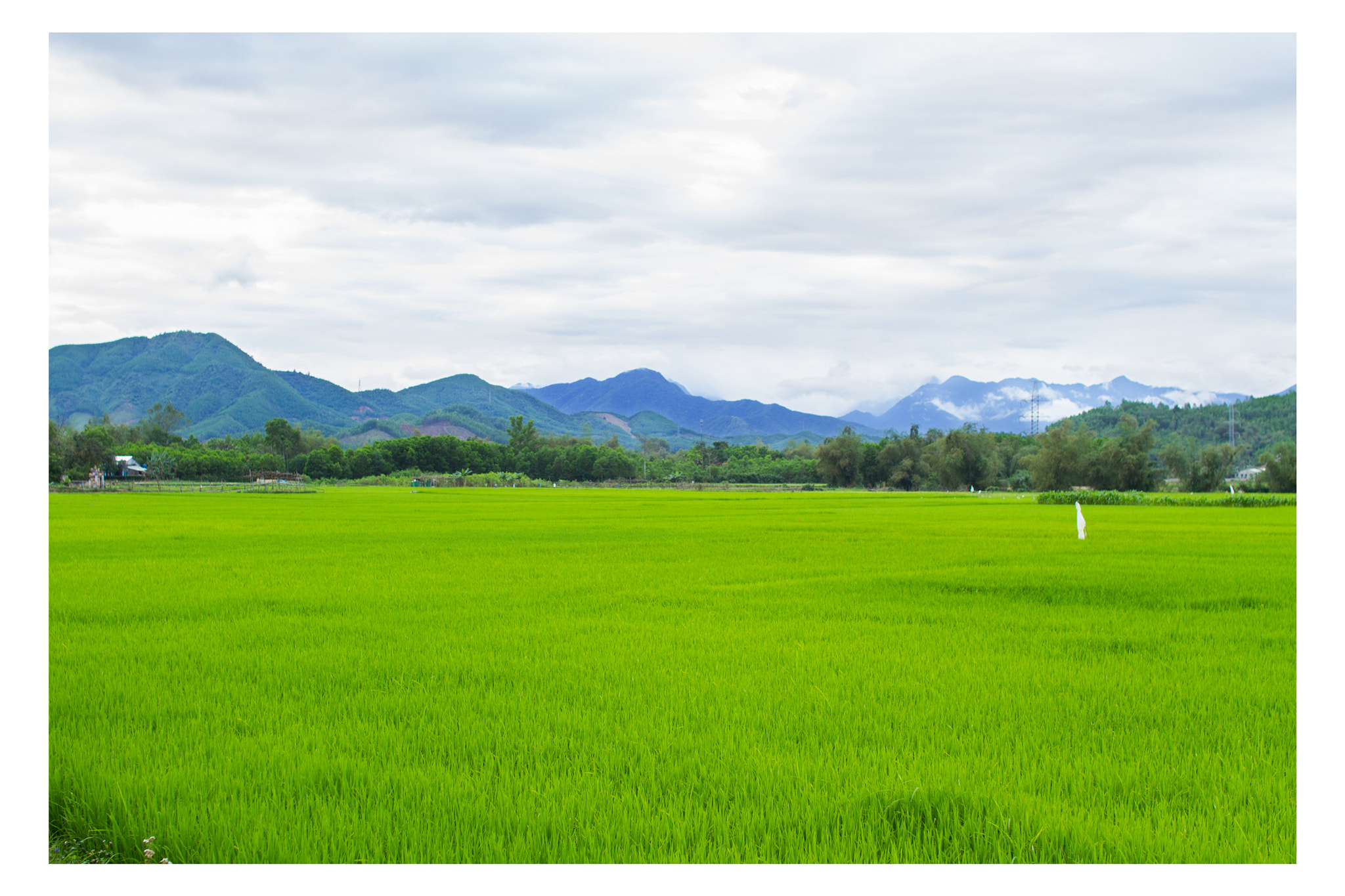 Sigma 30mm F1.4 EX DC HSM sample photo. Cánh đồng ngoại ô Đà nẵng photography