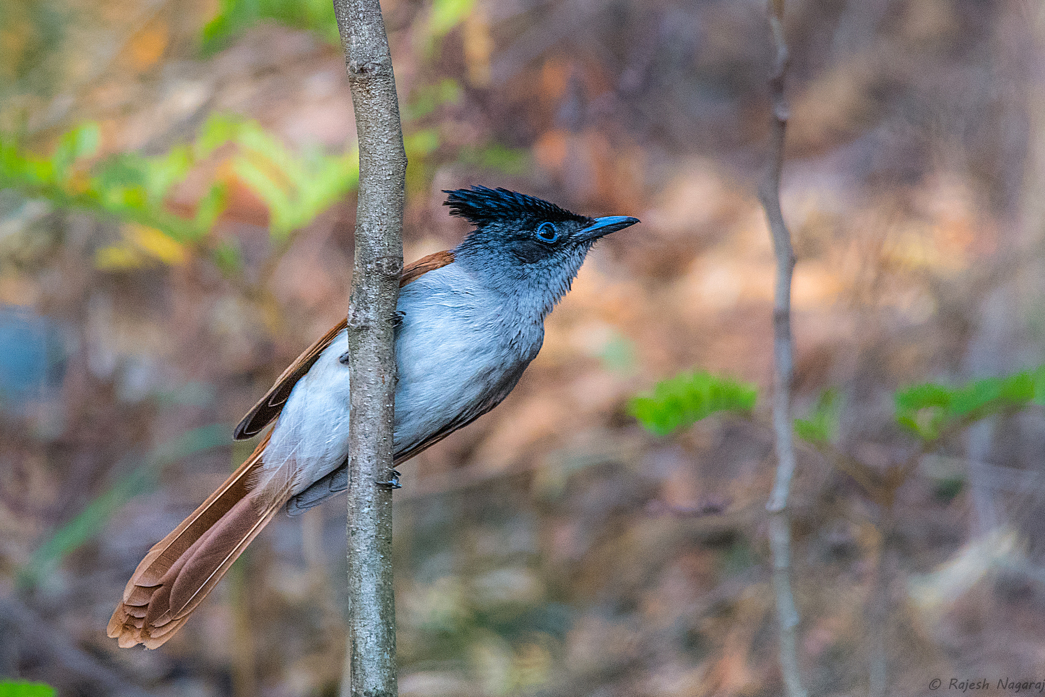 Sigma 150-600mm F5-6.3 DG OS HSM | C sample photo. Asian paradise flycatcher photography