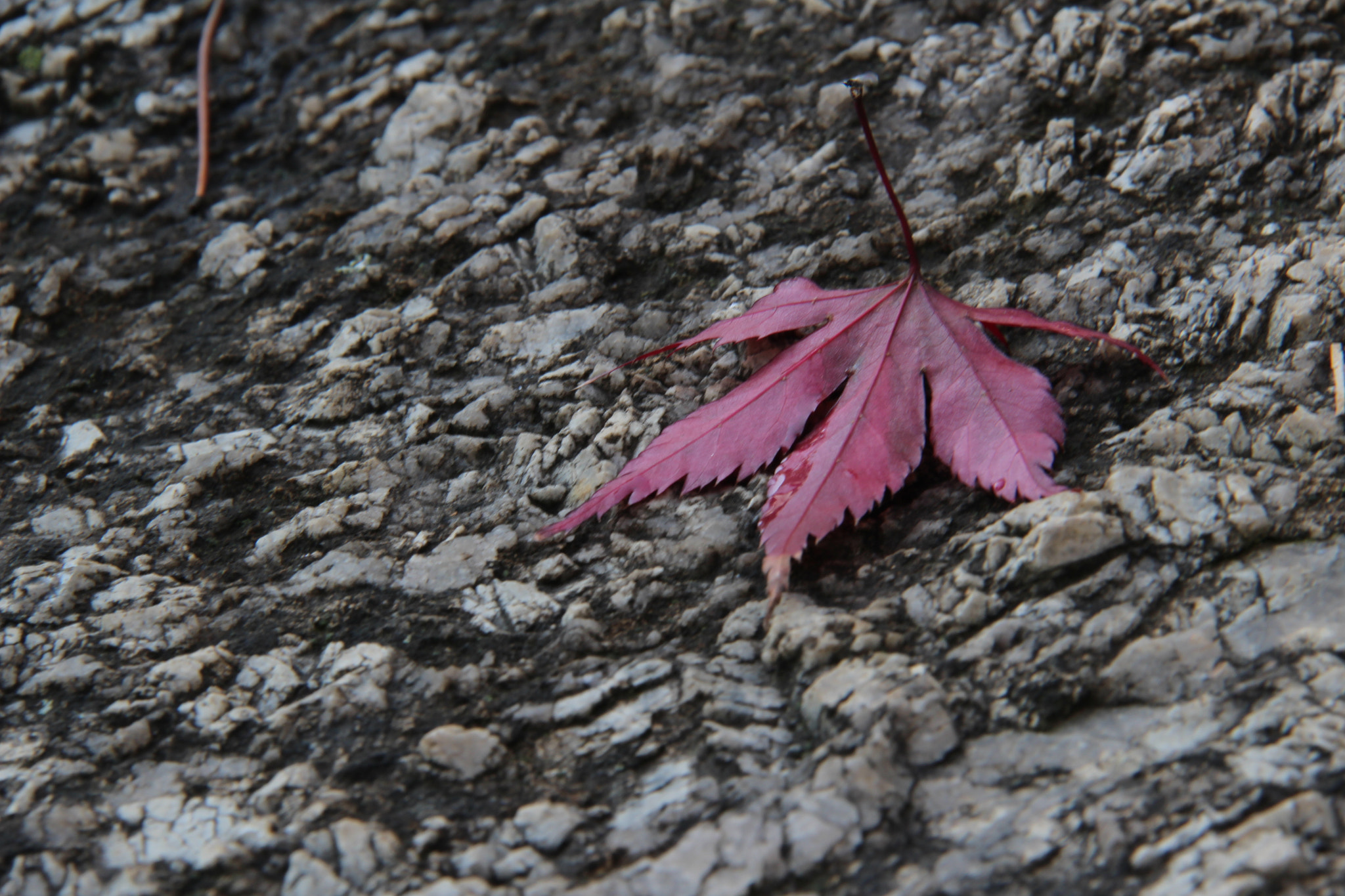 Canon EF-S 18-200mm F3.5-5.6 IS sample photo