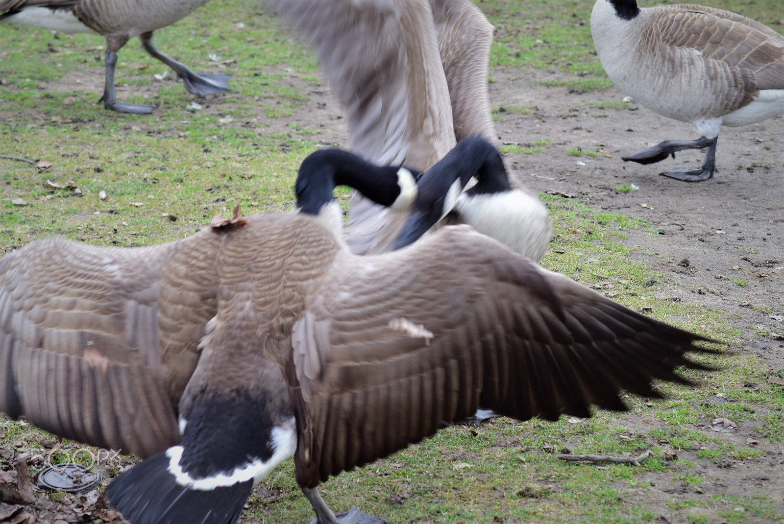 Nikon D3300 sample photo. Canada geese fighting photography