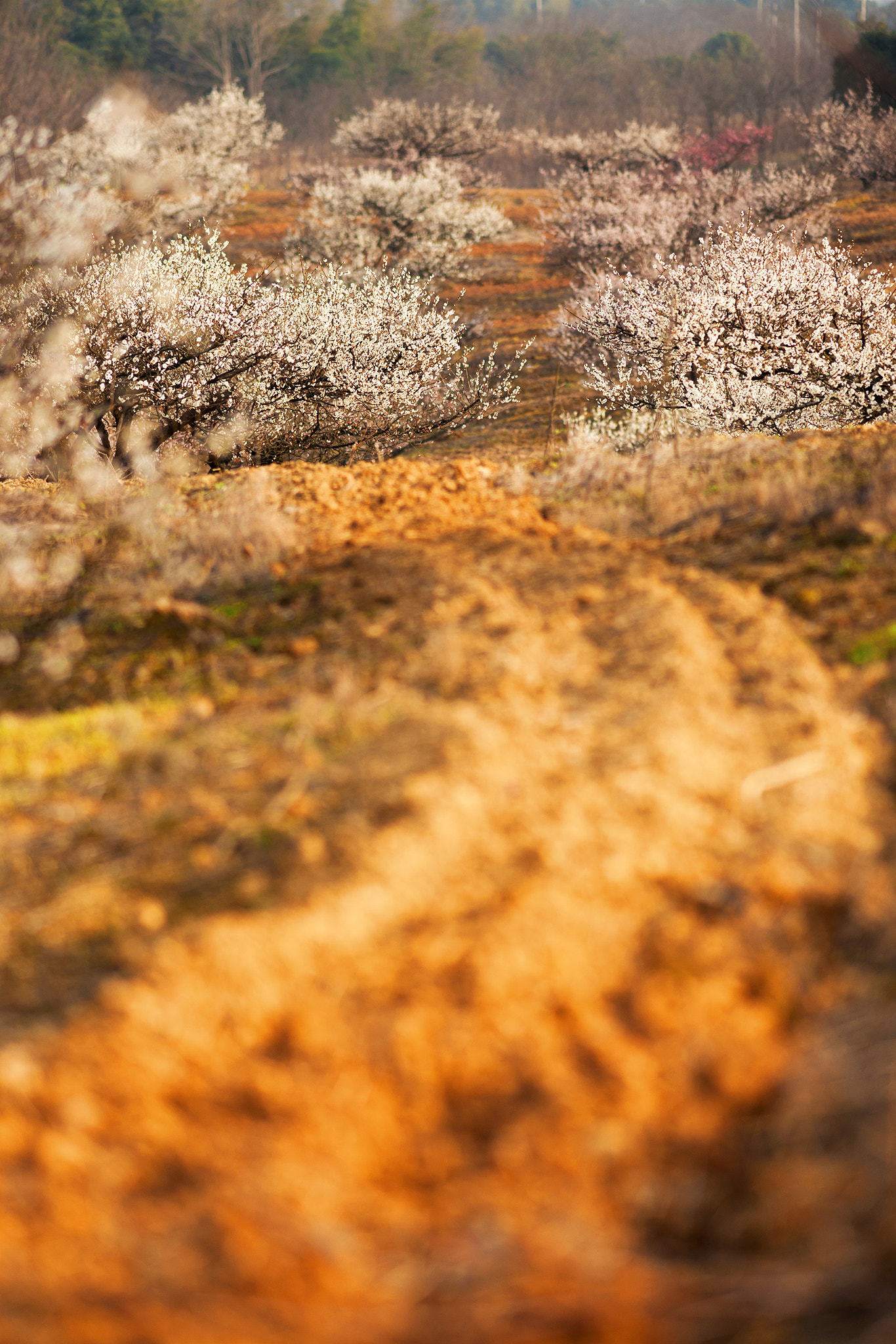 Sony Alpha DSLR-A900 + Sony Sonnar T* 135mm F1.8 ZA sample photo. A road to the  plum grove photography
