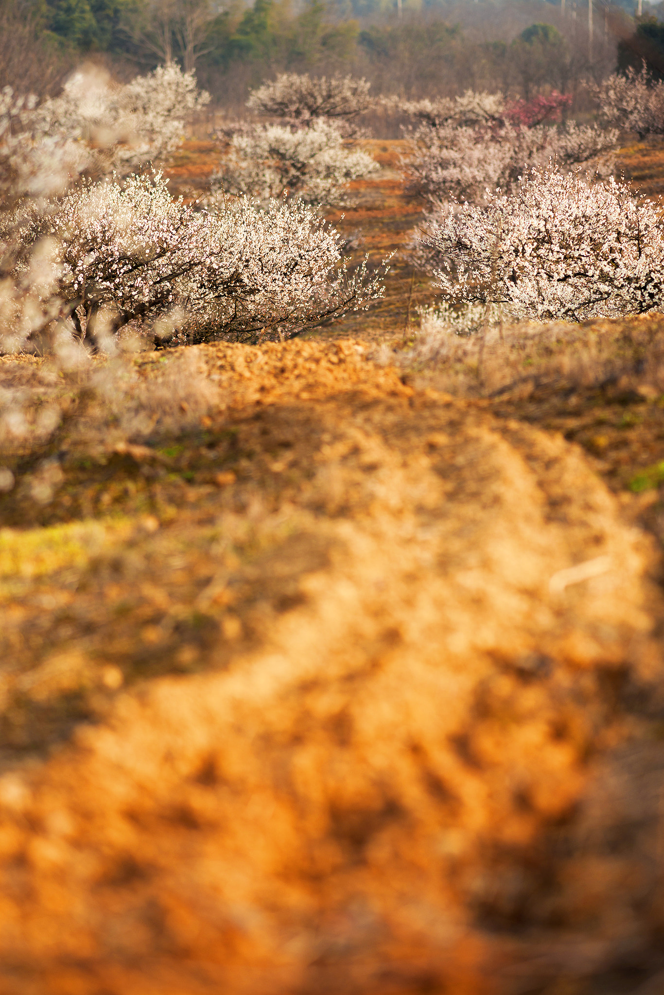 Sony Sonnar T* 135mm F1.8 ZA sample photo. A road to the  plum grove photography
