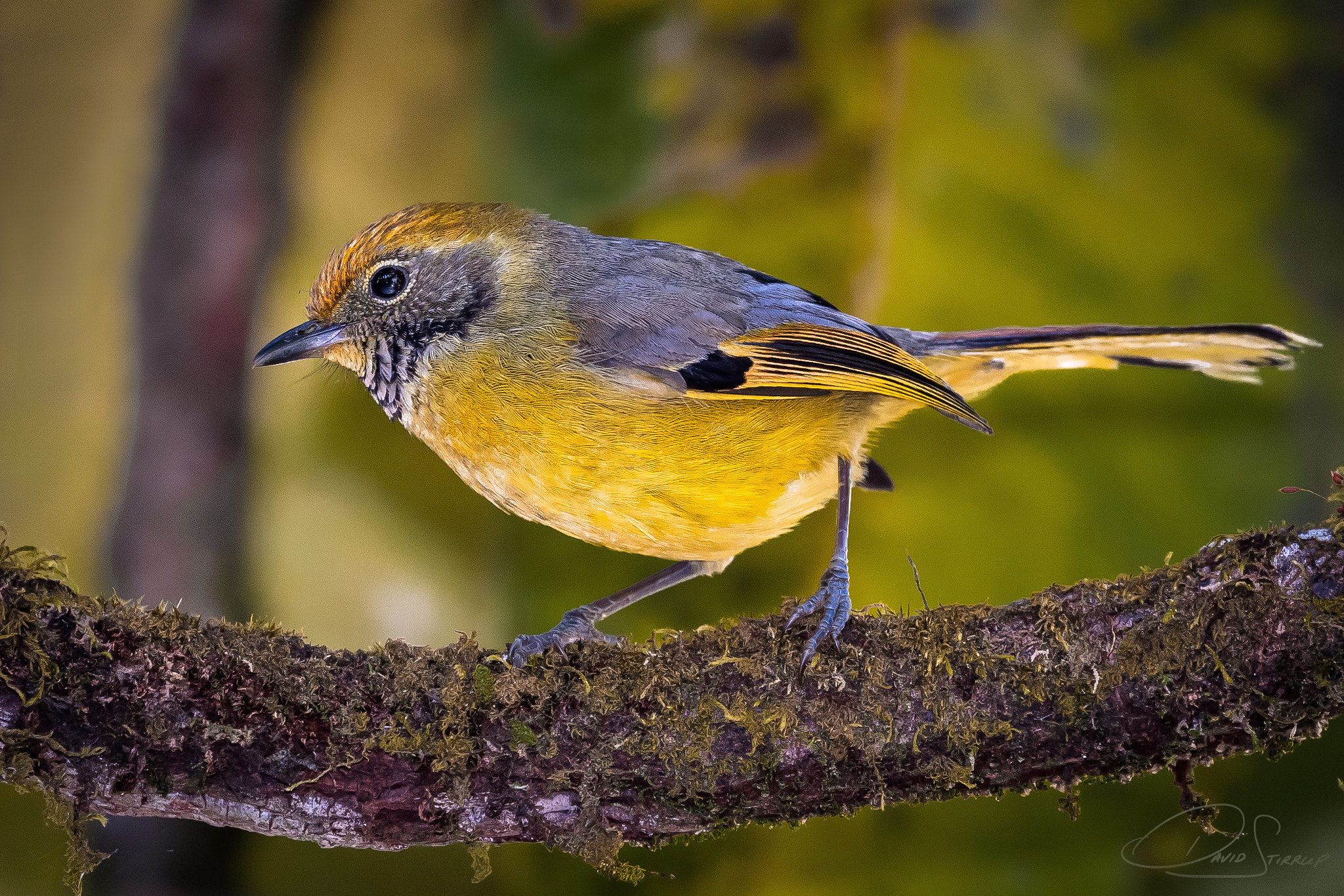 Nikon AF-S Nikkor 500mm F4E FL ED VR sample photo. The addict photography