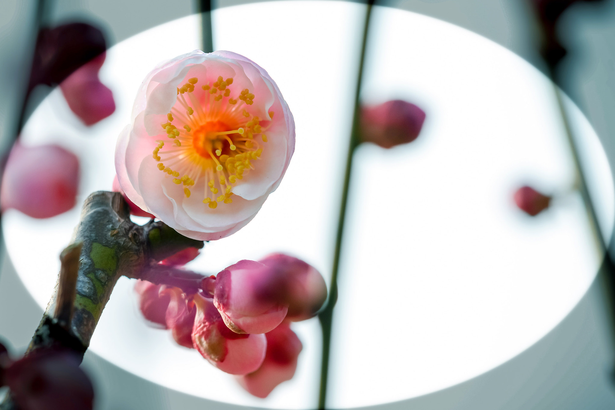 Sigma 150mm F2.8 EX DG Macro HSM sample photo. 梅花 photography