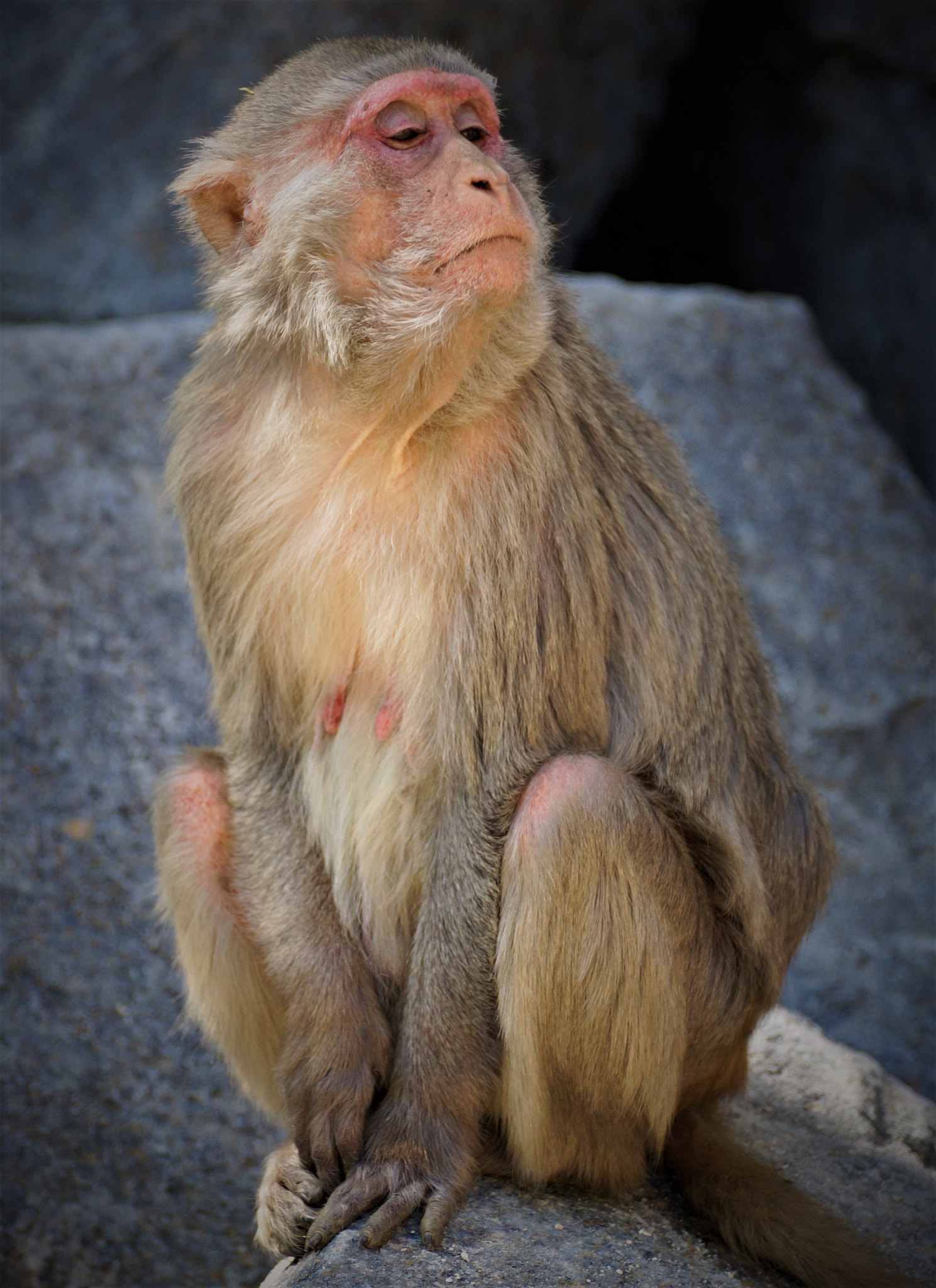 Sony SLT-A65 (SLT-A65V) sample photo. Wise or haughty ape? photography