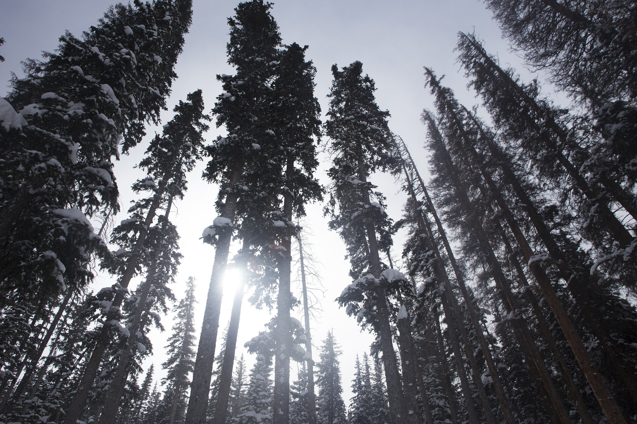 Canon EOS 6D + Sigma 24mm f/1.8 DG Macro EX sample photo. Forest snow photography