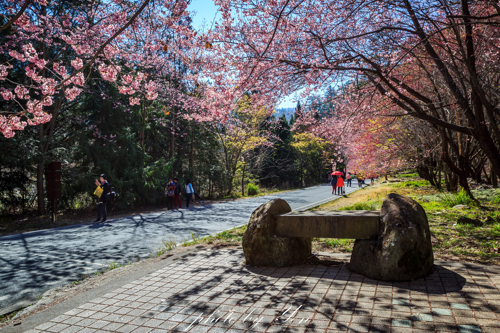 Canon EOS 550D (EOS Rebel T2i / EOS Kiss X4) + Canon EF 16-35mm F2.8L II USM sample photo. 櫻花樹下 photography