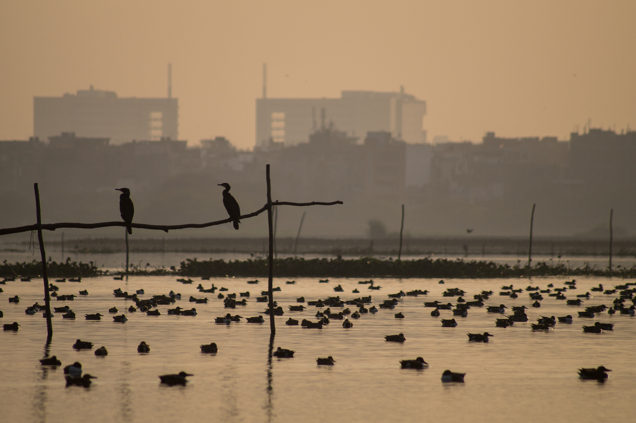 Sony 75-300mm F4.5-5.6 sample photo. Pause photography