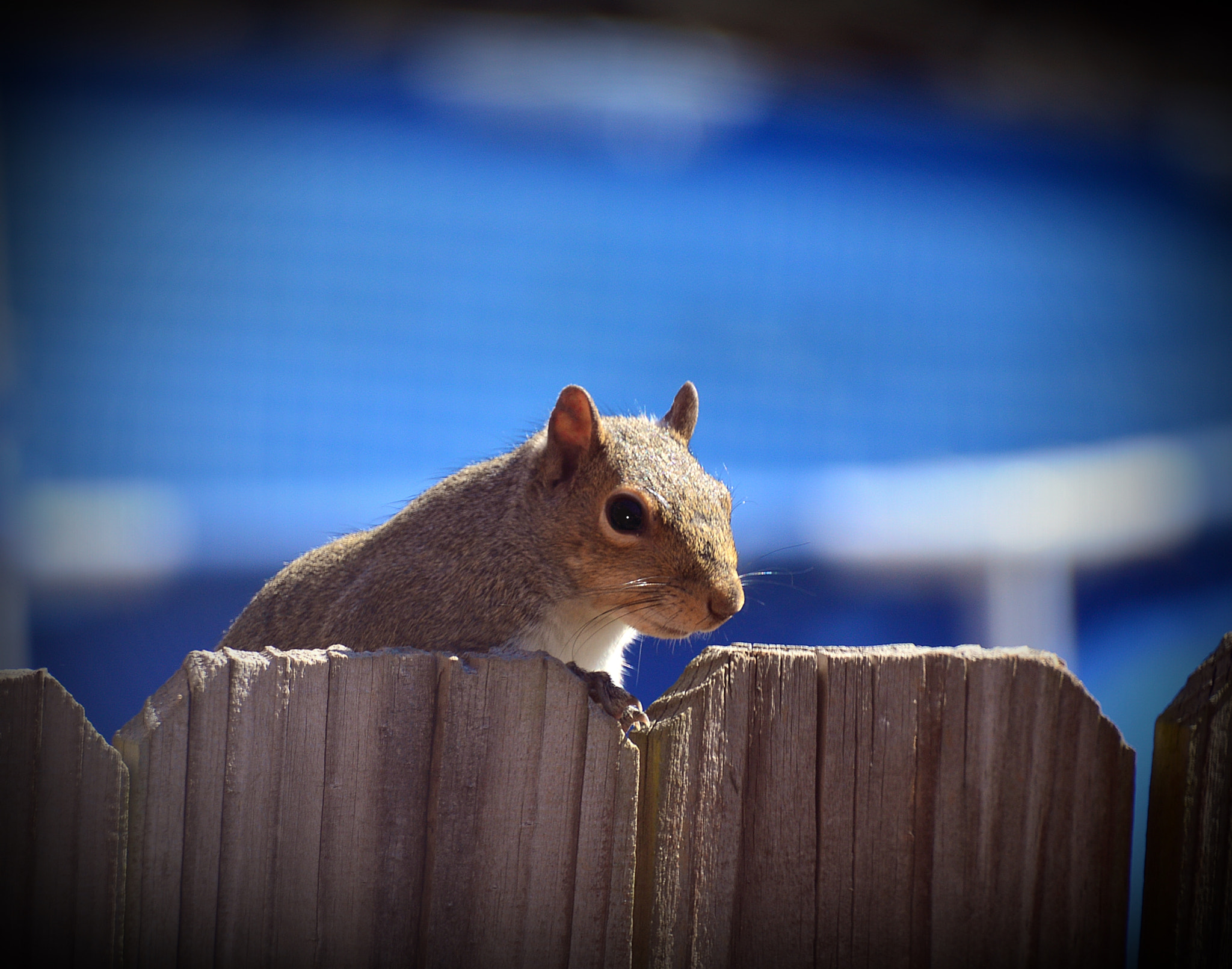 Nikon D3200 sample photo. Hello! photography