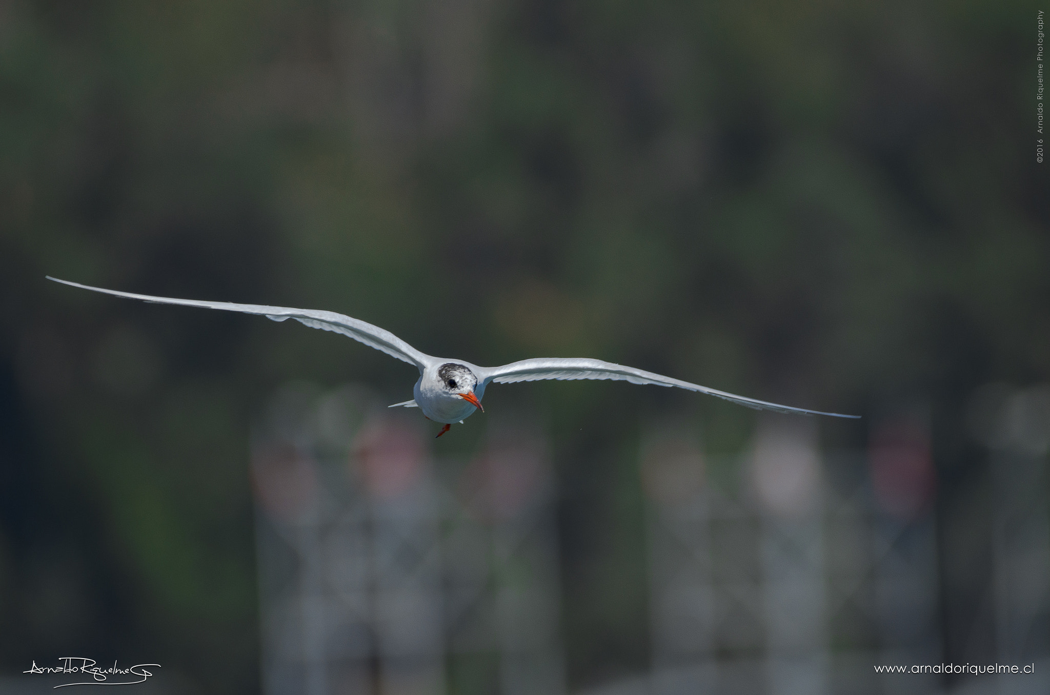 Sigma 150-600mm F5-6.3 DG OS HSM | C sample photo. Seagull in flight photography