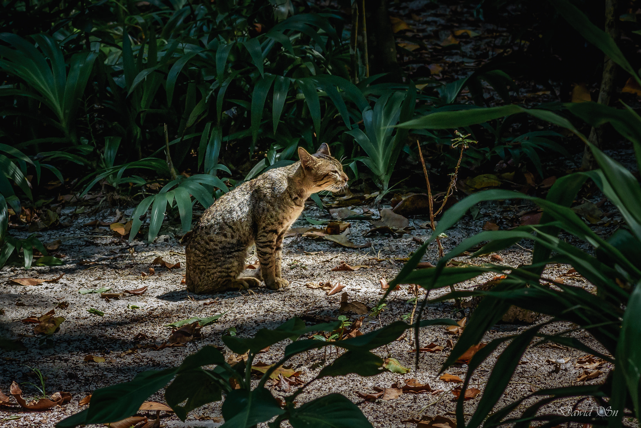 Tokina AT-X Pro 100mm F2.8 Macro sample photo. Hidden world photography