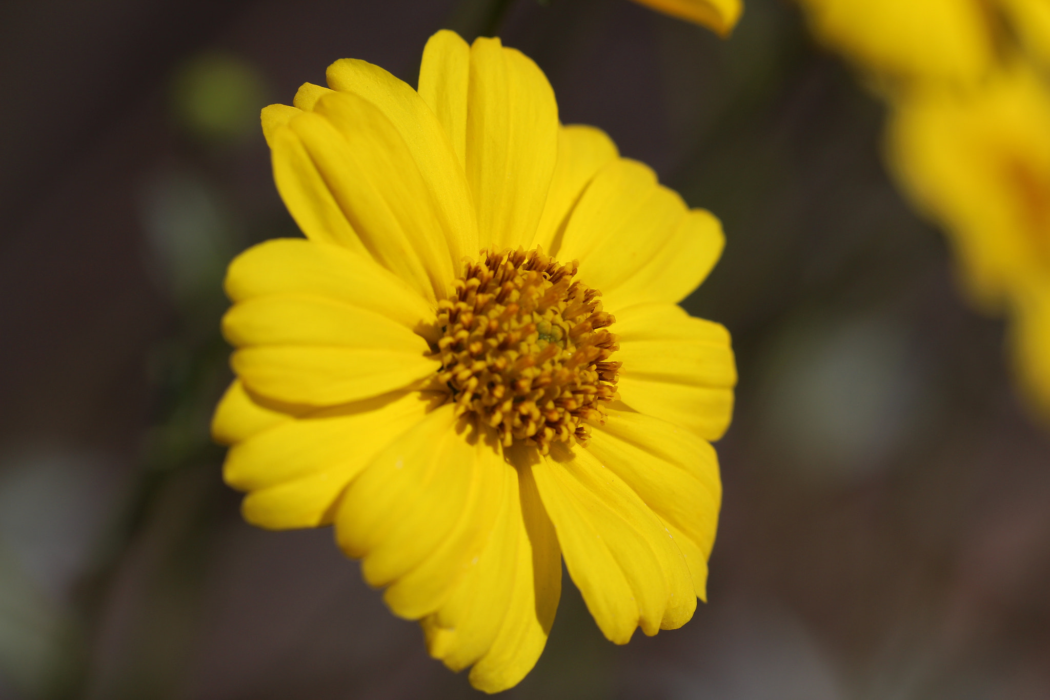 Canon EF 100mm F2.8L Macro IS USM sample photo. Yellow photography