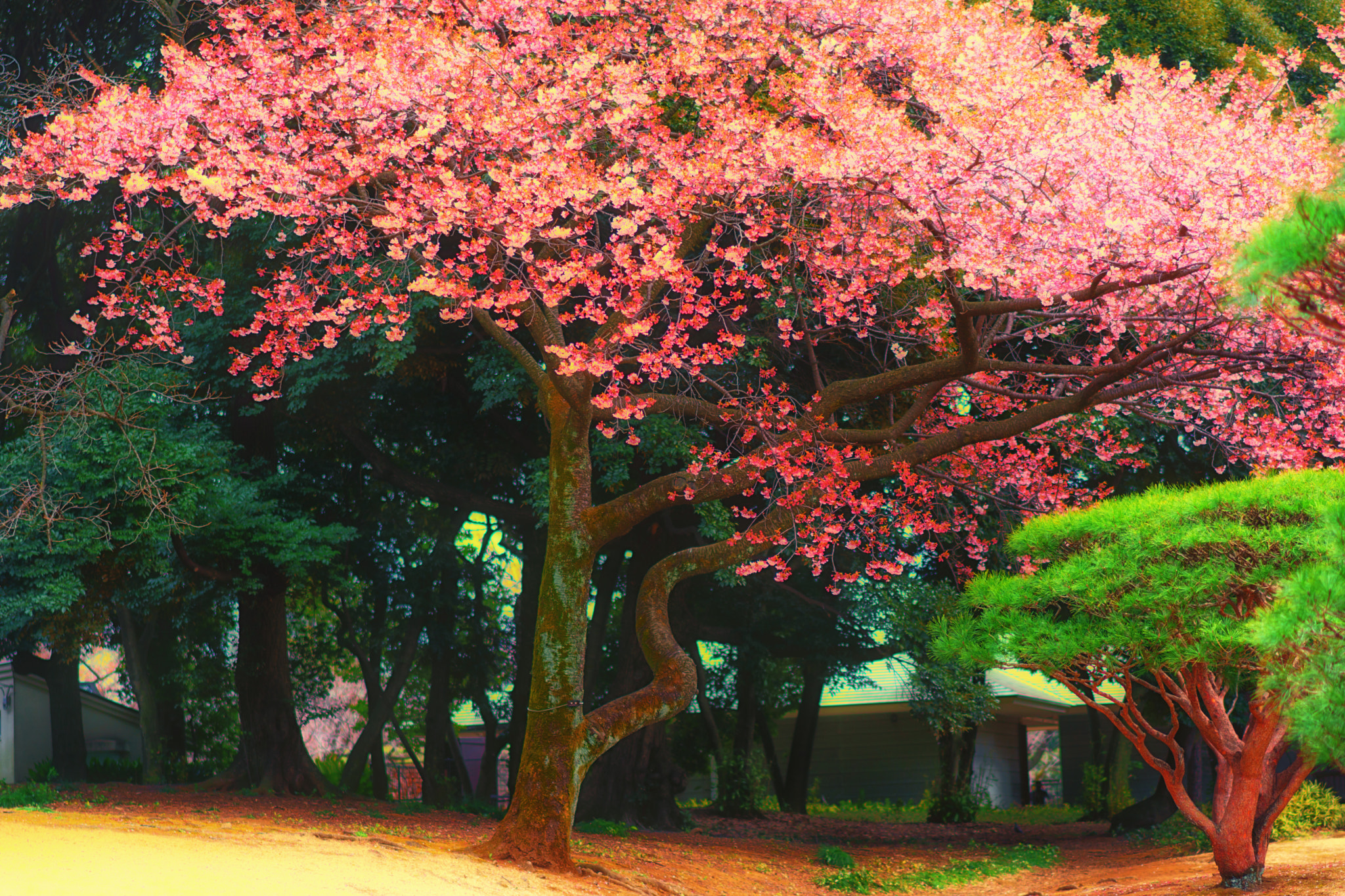 Sony a6500 sample photo. Japan plum tree photography