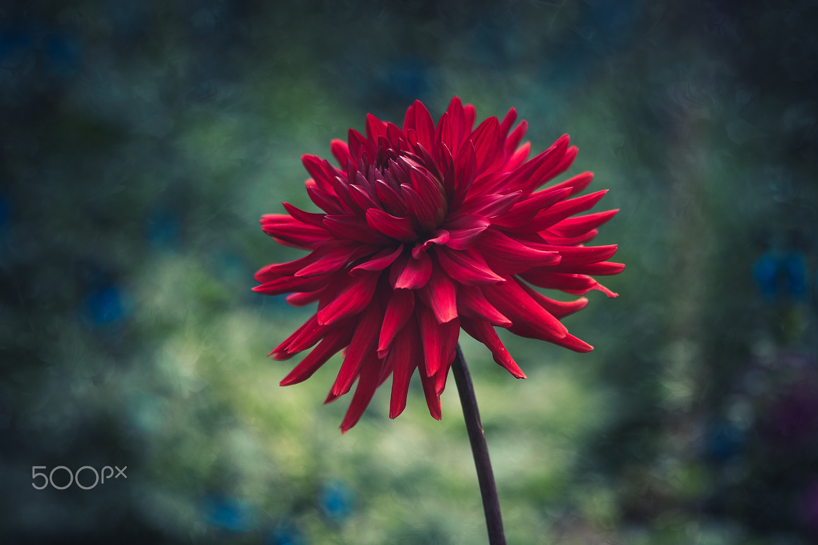Nikon AF-S Micro-Nikkor 105mm F2.8G IF-ED VR sample photo. Courage photography
