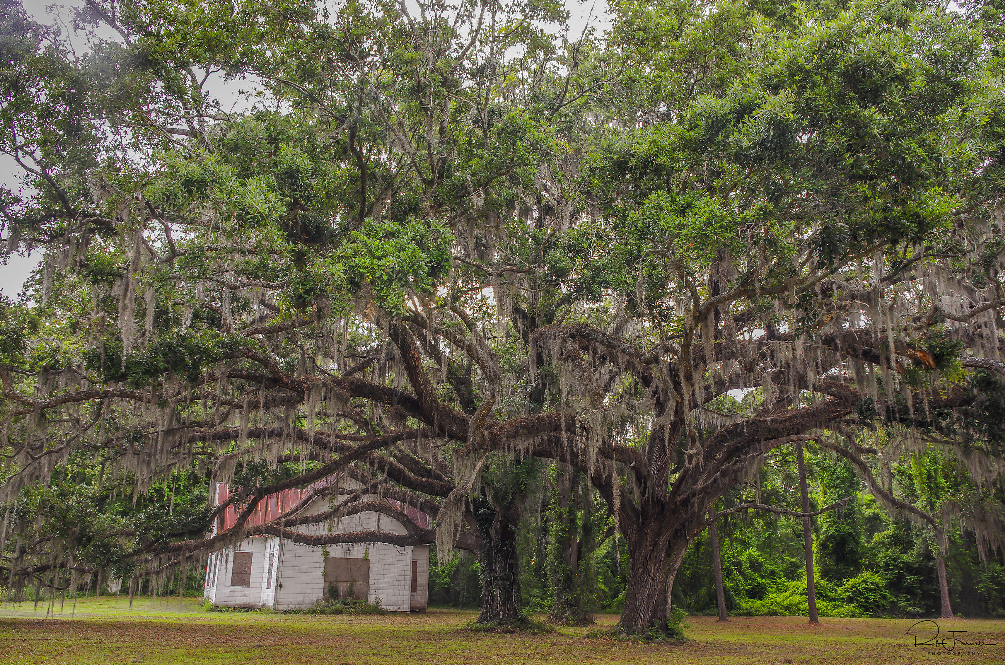 Pentax smc DA 18-55mm F3.5-5.6 AL sample photo. Old oaks photography