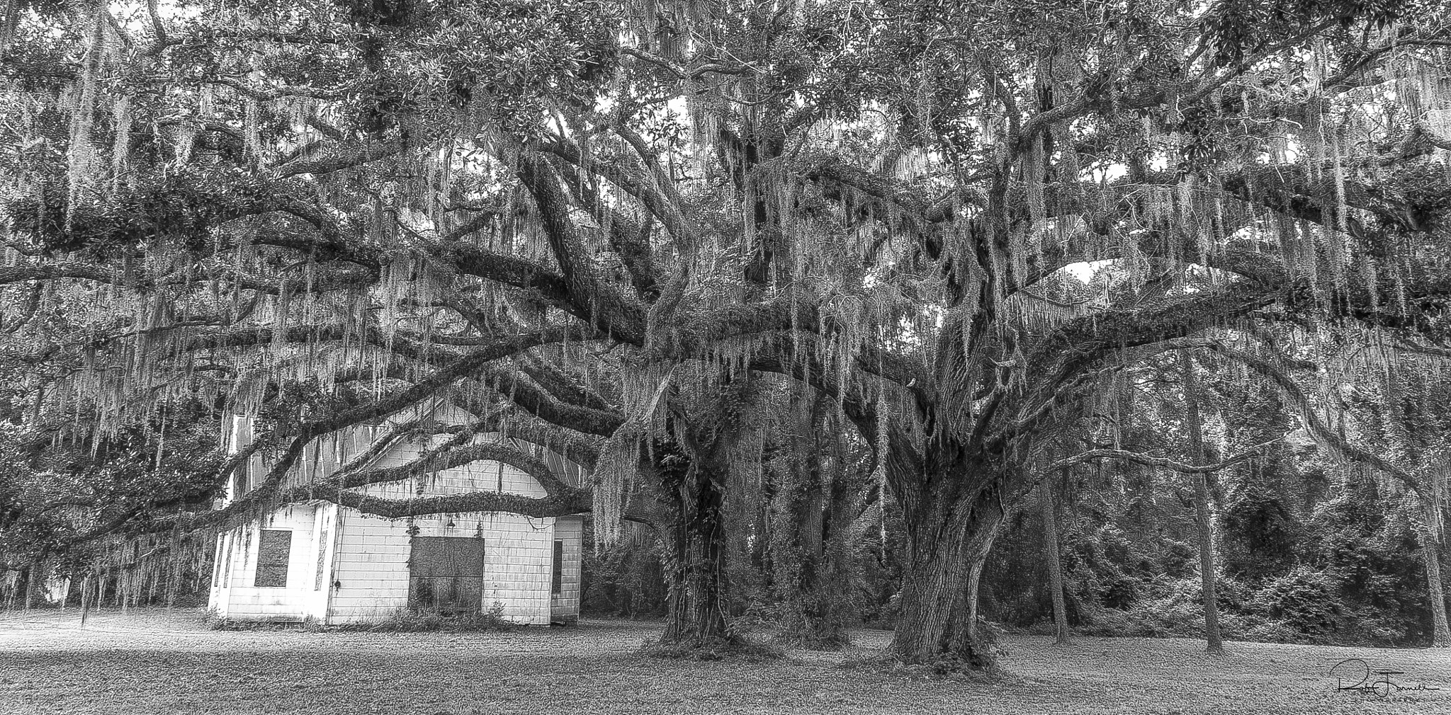 Pentax smc DA 18-55mm F3.5-5.6 AL sample photo. Old oaks  b&w photography