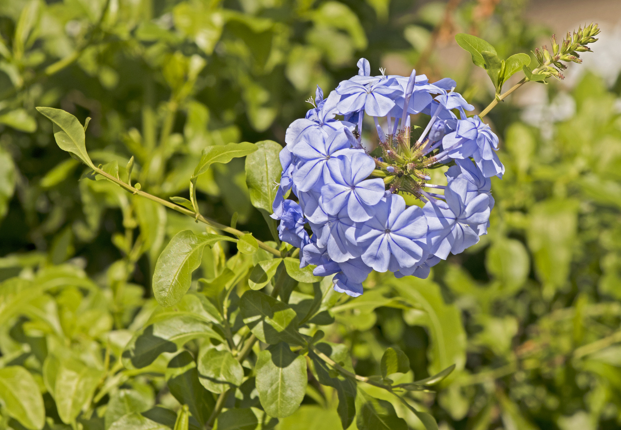 EF75-300mm f/4-5.6 sample photo. Backyard beauty photography