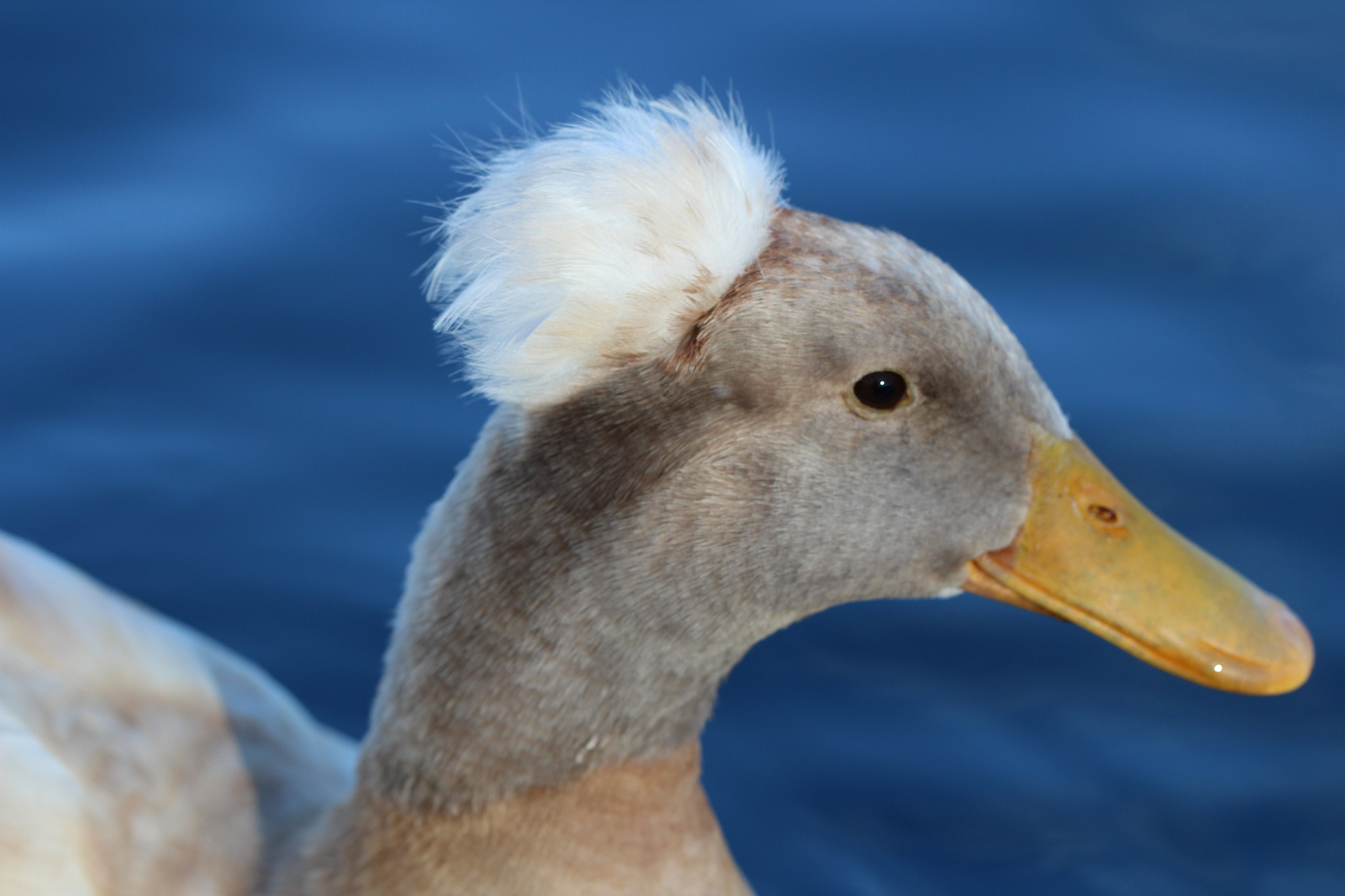 Canon EF 100mm F2.8L Macro IS USM sample photo. Crested duck photography