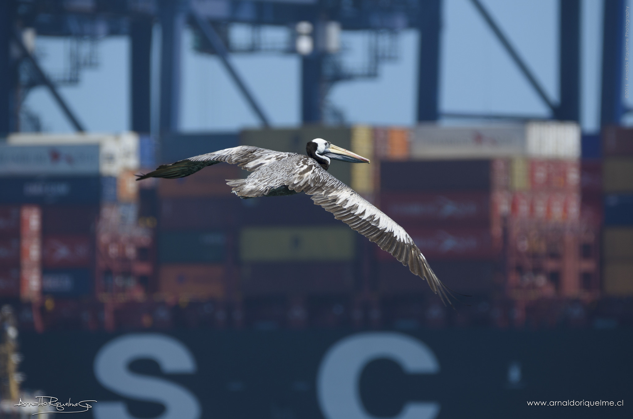 Sigma 150-600mm F5-6.3 DG OS HSM | C sample photo. Pelican arriving the port photography