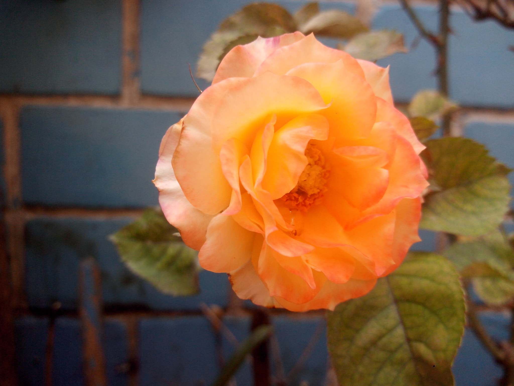 Motorola RAZR D3 sample photo. Wonderful rose photography