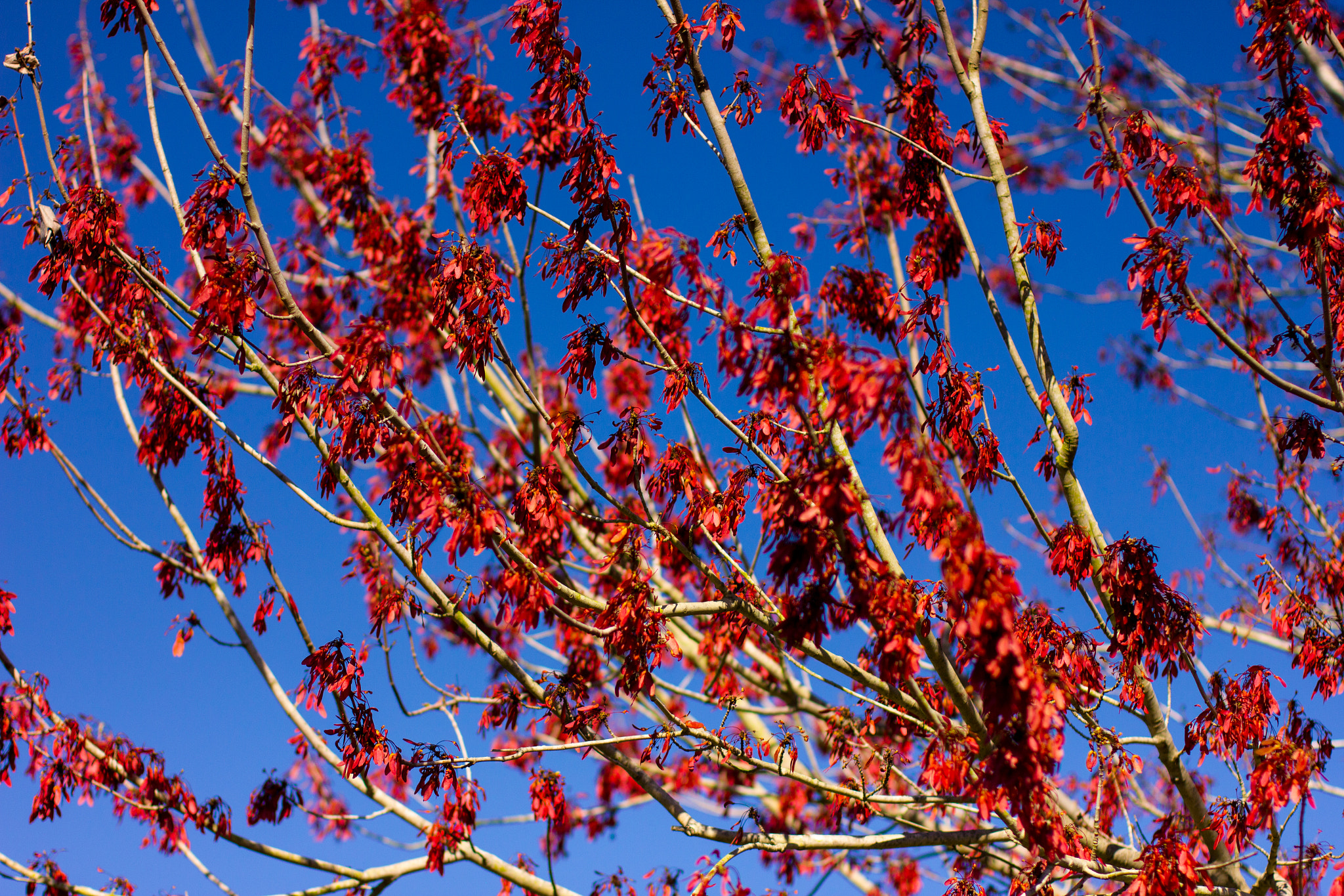 Canon EOS 550D (EOS Rebel T2i / EOS Kiss X4) sample photo. Red leaves photography