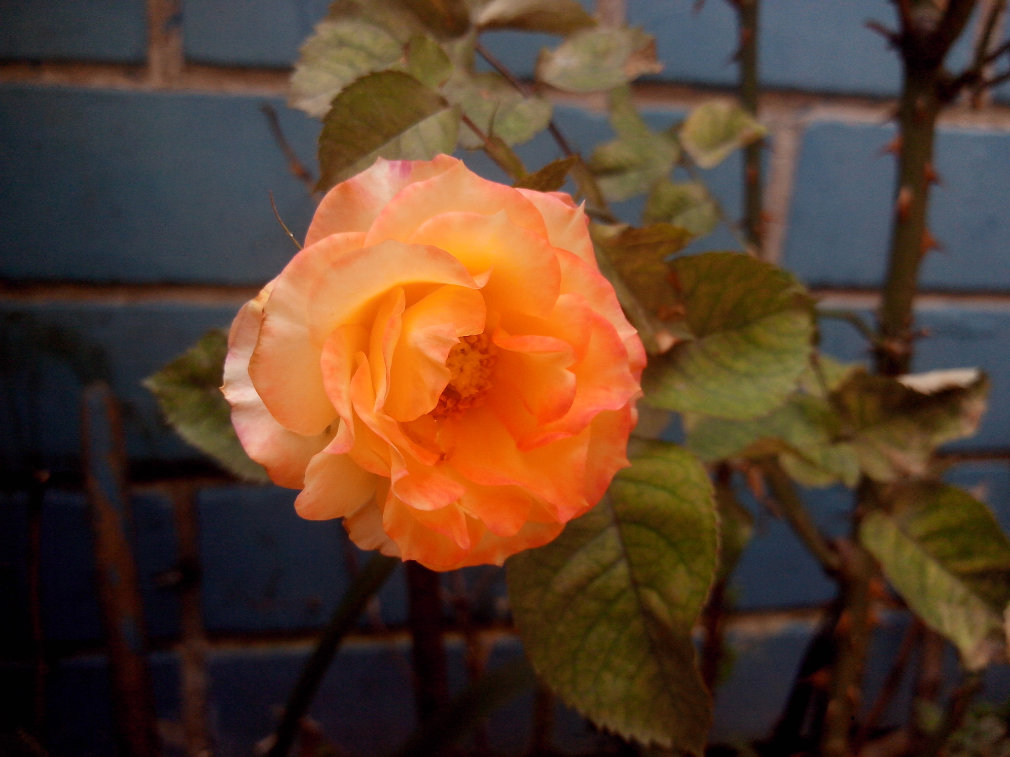 Motorola RAZR D3 sample photo. Wonderful rose 2 photography