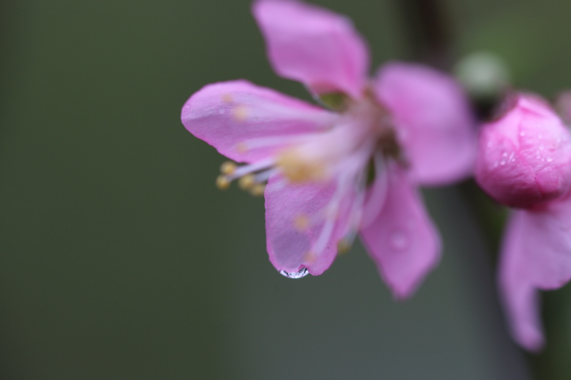 Canon EOS 70D + Sigma 105mm F2.8 EX DG OS HSM sample photo. 寒春 photography