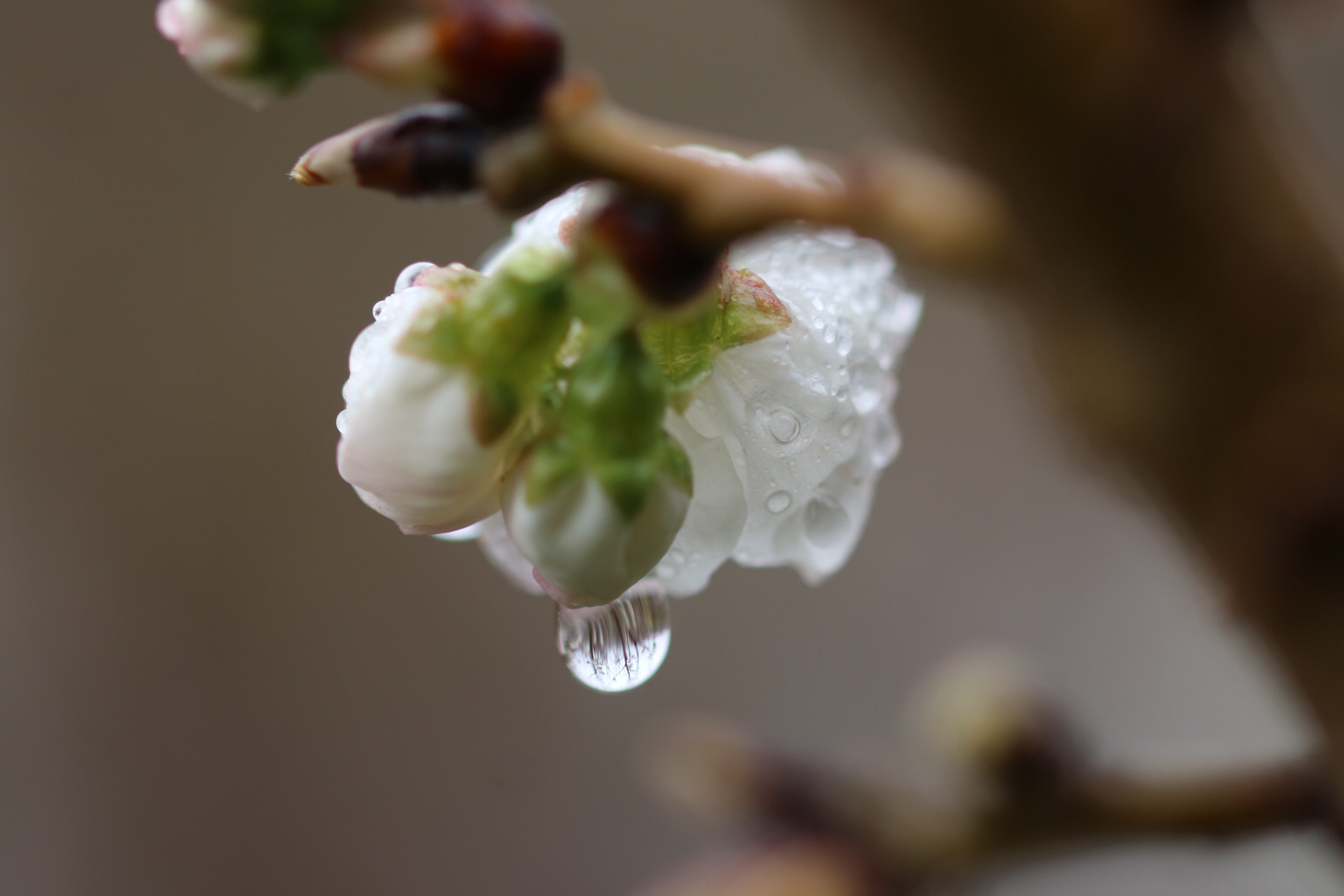 Sigma 105mm F2.8 EX DG OS HSM sample photo
