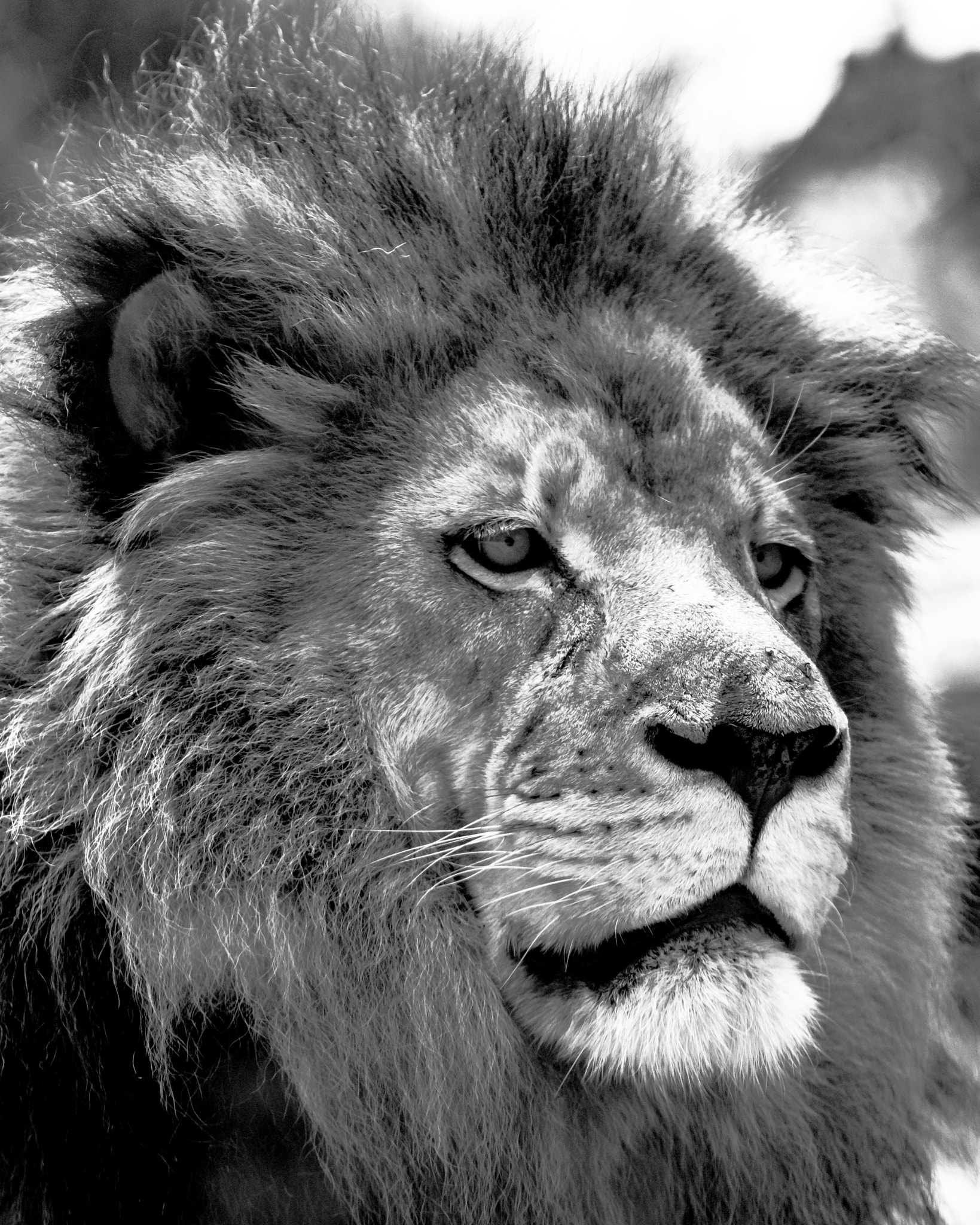 Nikon D7200 sample photo. Male african lion face close up photography