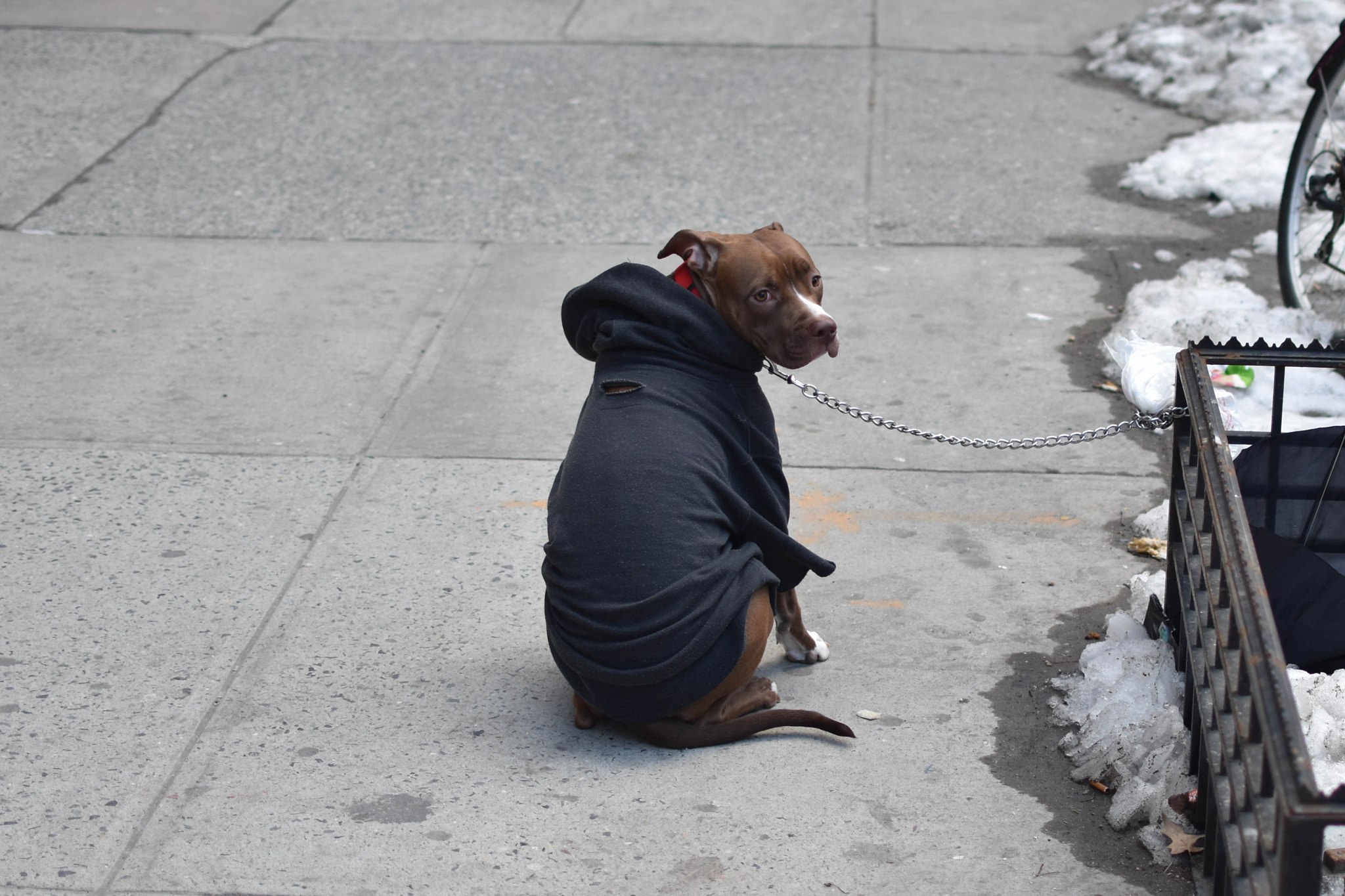 Nikon D5600 sample photo. Dog on street photography