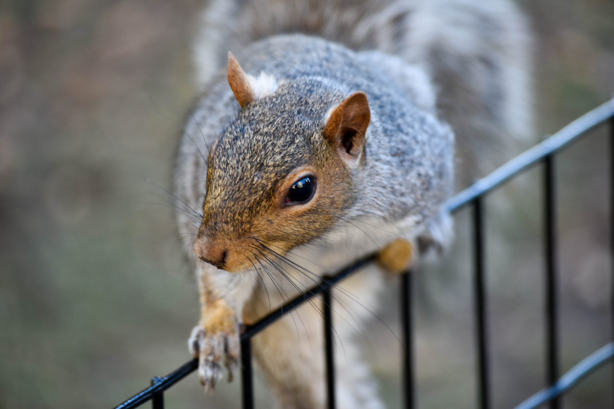 Nikon D5600 sample photo. Squirrel on fence photography